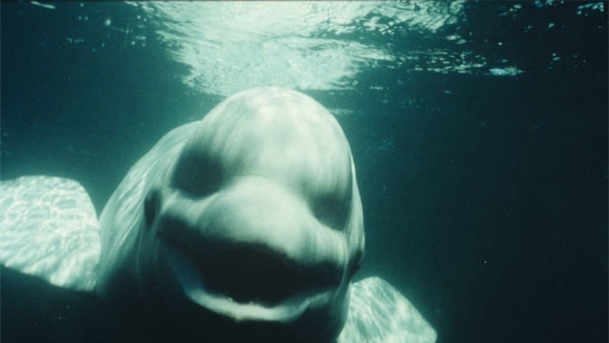 NOC, the white whale that tried to sound like a human | National Geographic