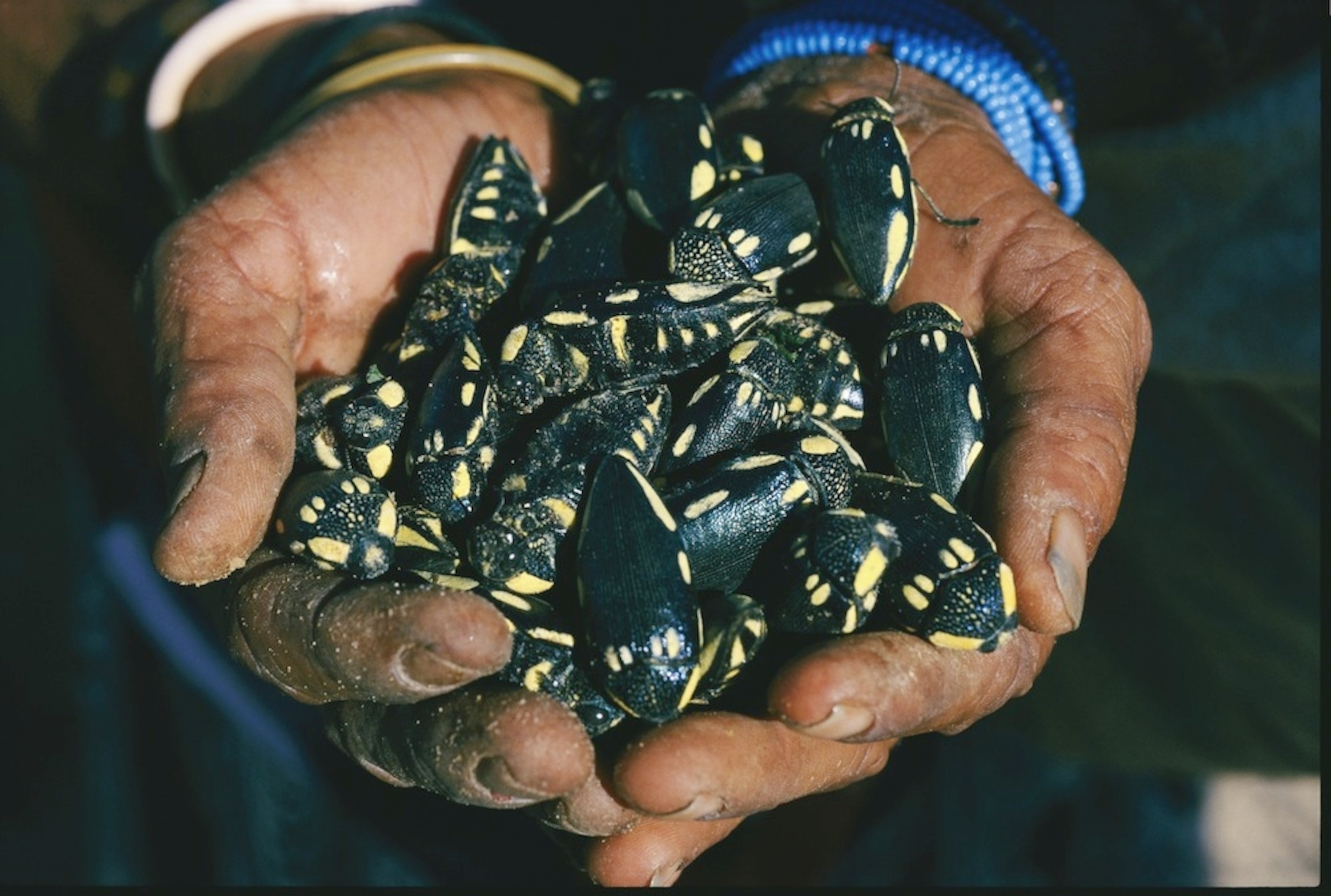 Photograph by Chris Johns