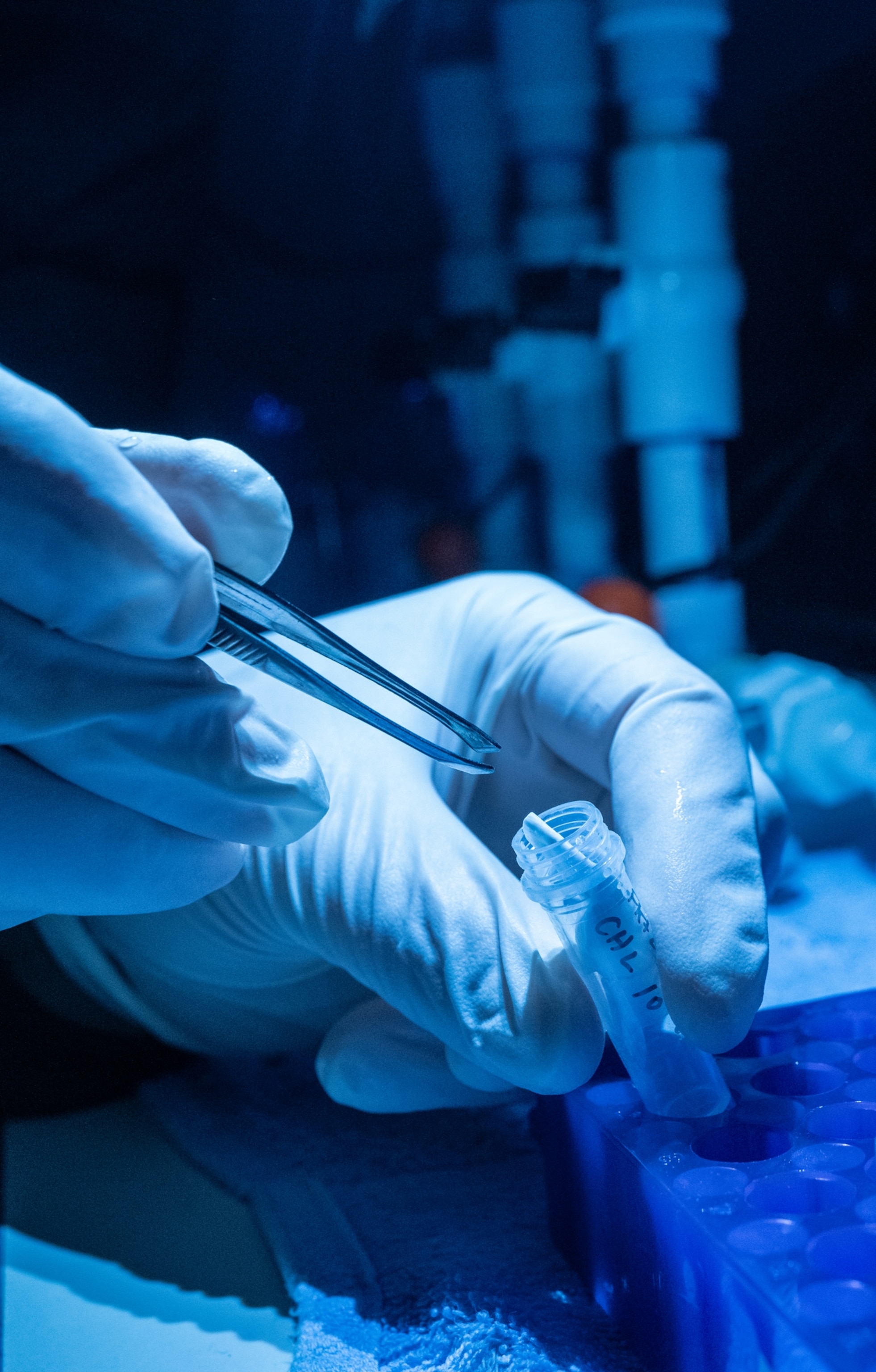 Hands in white gloves holding tweezers and small lab container in blue light.