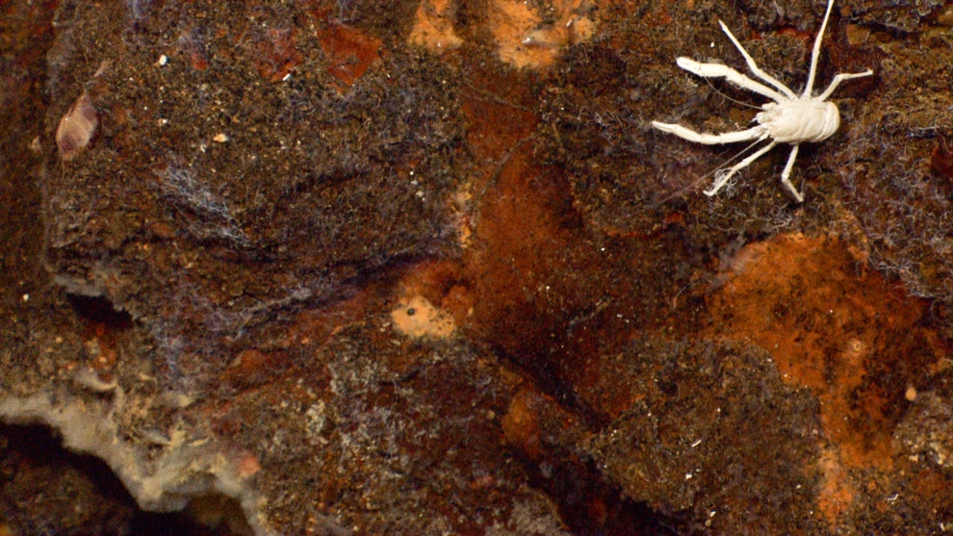 Picture of a white lobster on a vent chimney of the giant Kawio Barat undersea volcano.