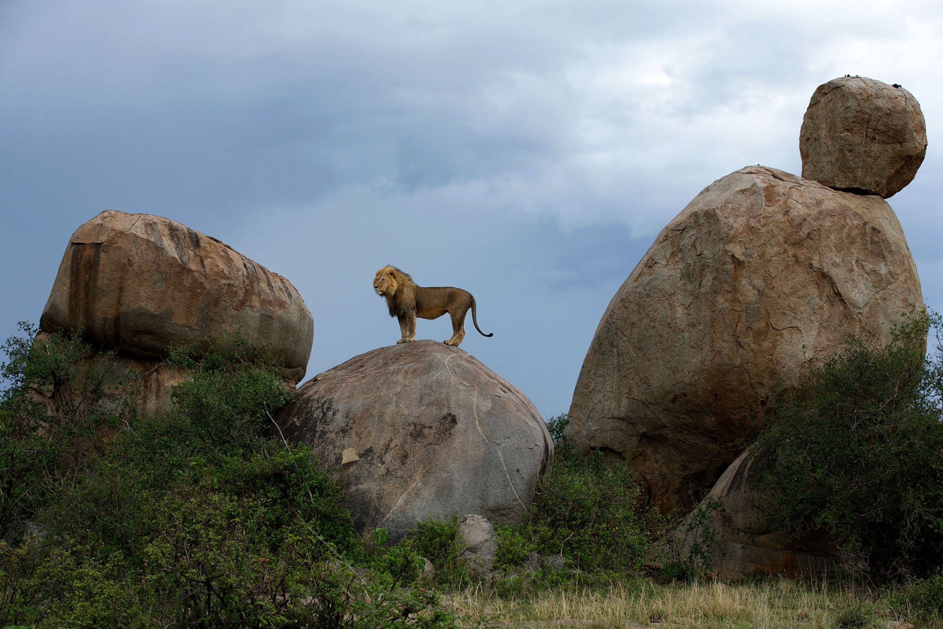 a lion standing on a boulder
