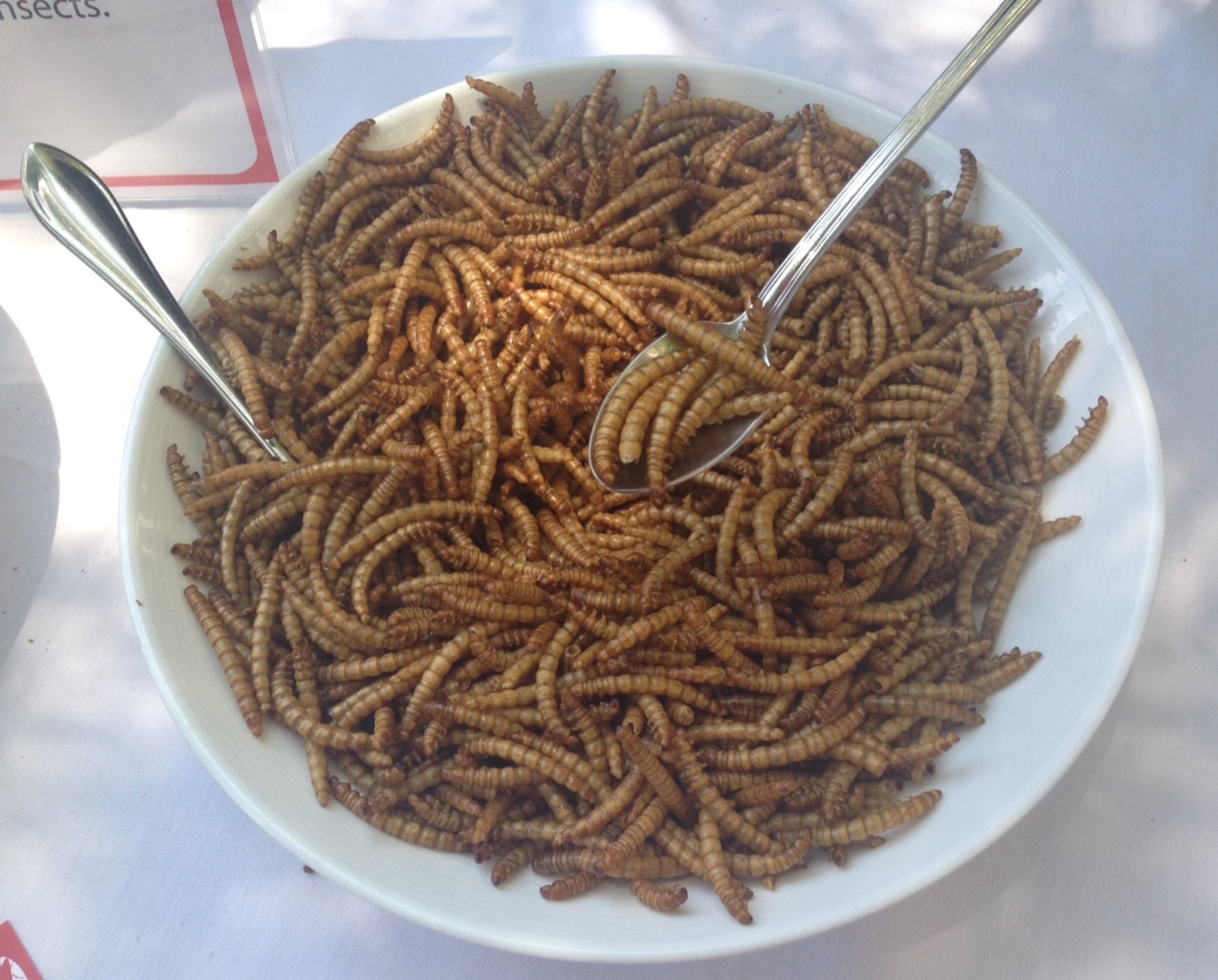 mealworms.