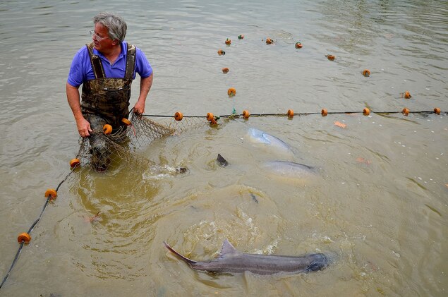 How Oklahoma Cornered The Market In Caviar How Oklahoma Cornered The Market In Caviar