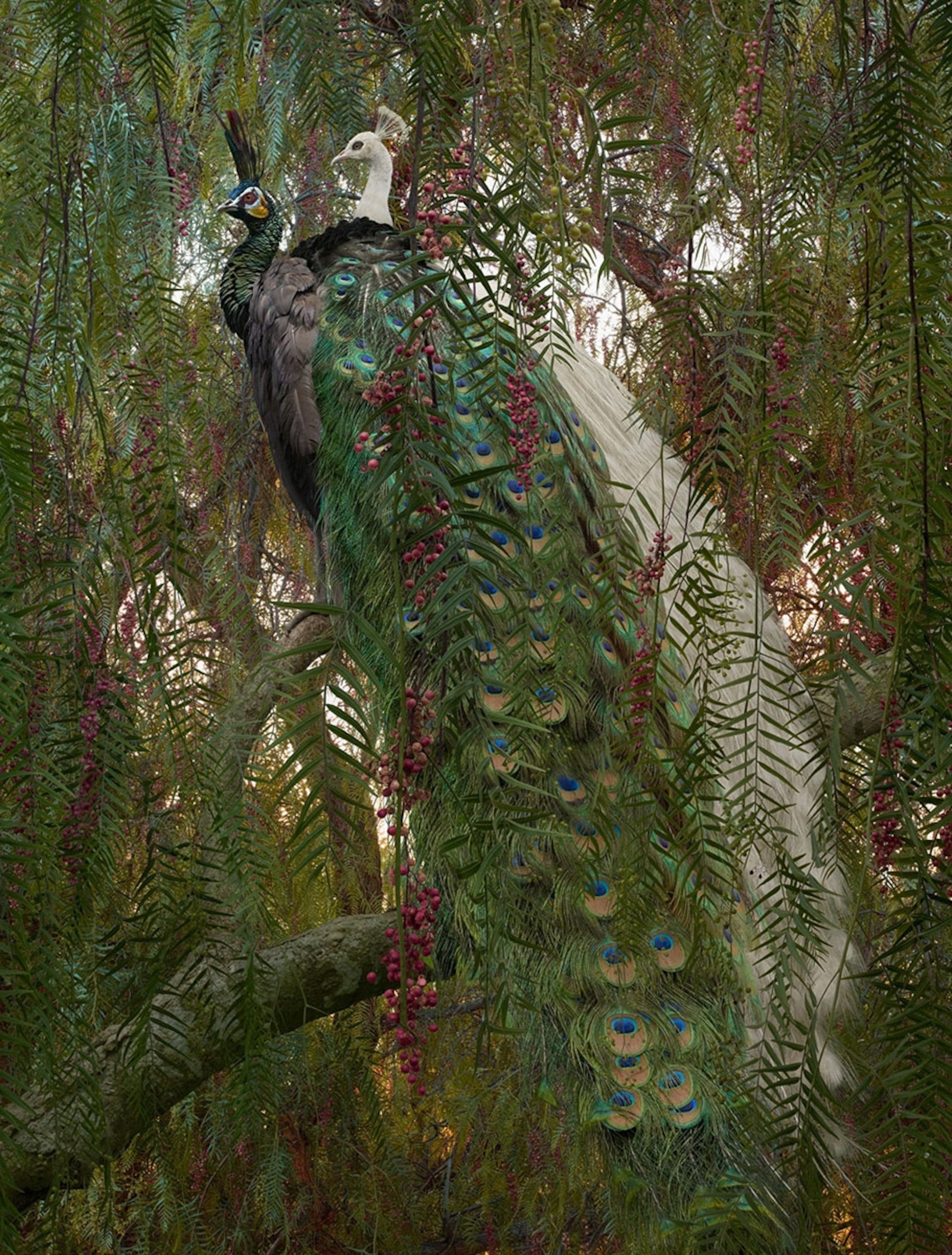 a constructed image of two peacocks resting up in a tree