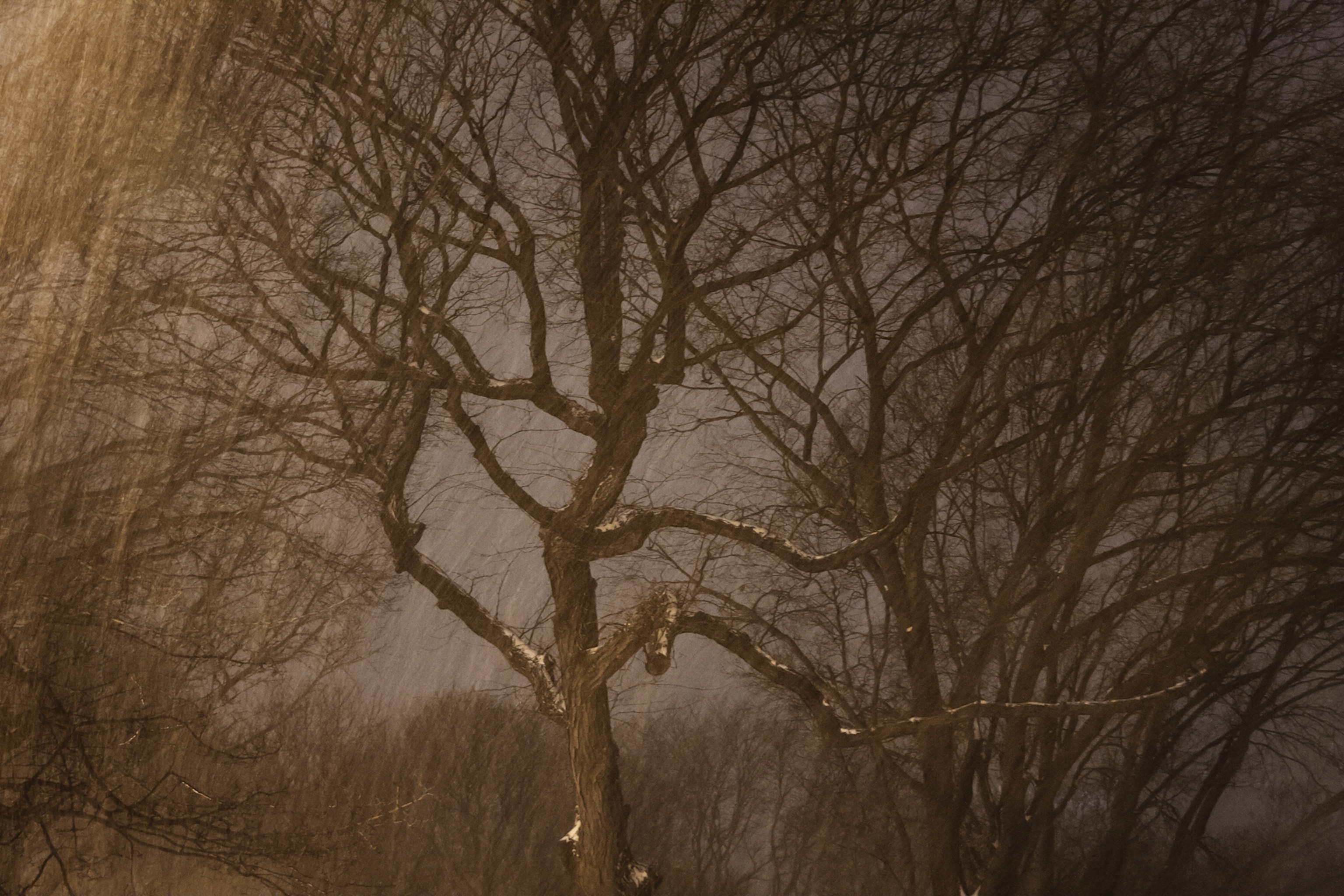 New York City trees at night