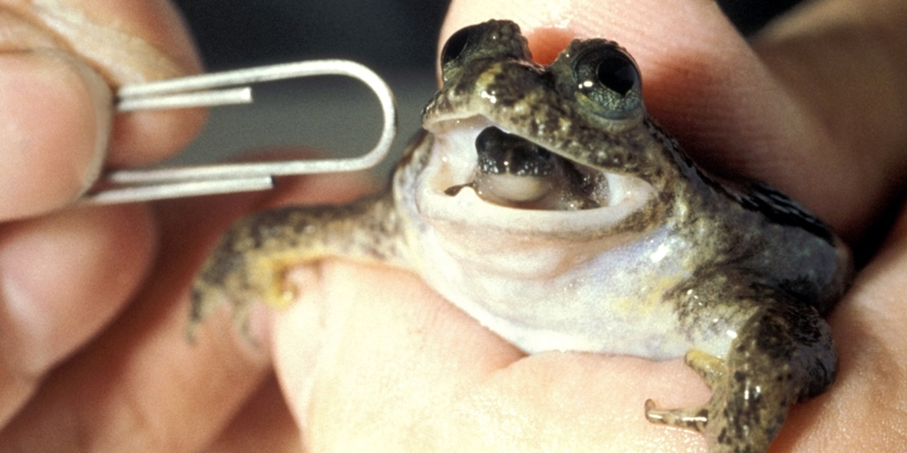 Pictures Mouth Birthing Frog To Be Resurrected