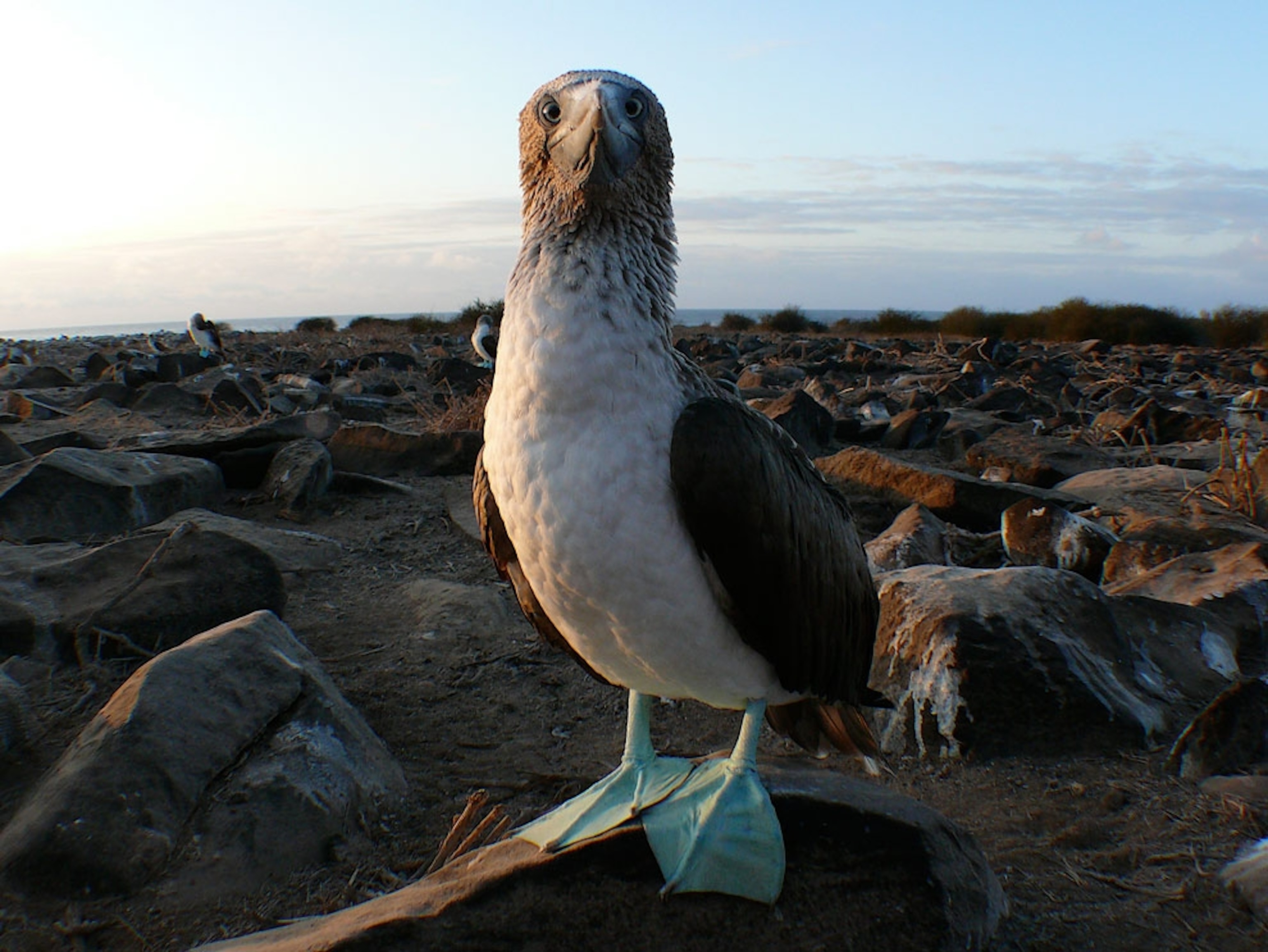Close-up of a bird with blue feet