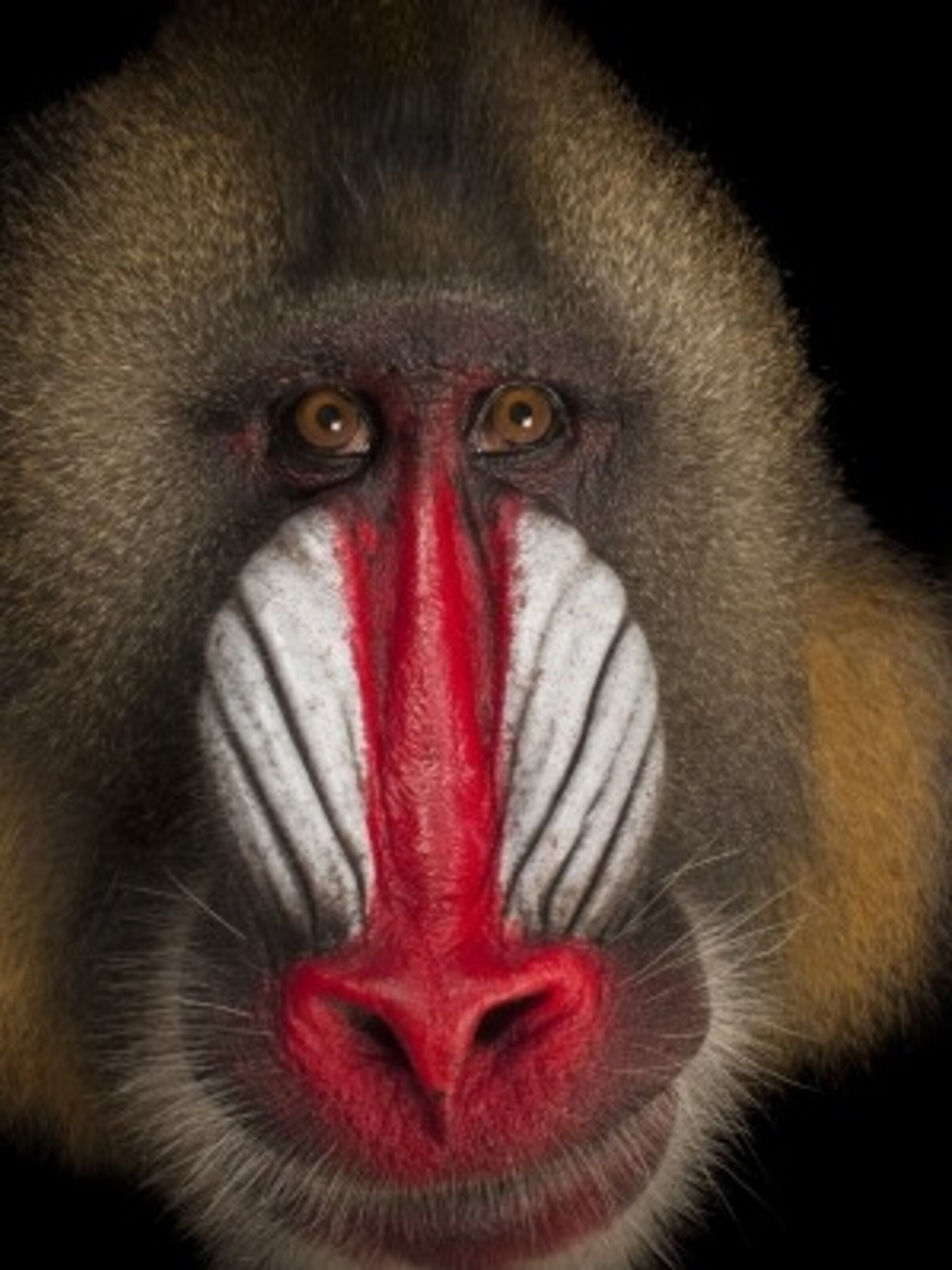 5 Animals With Weird Noses 5 Animals With Weird Noses