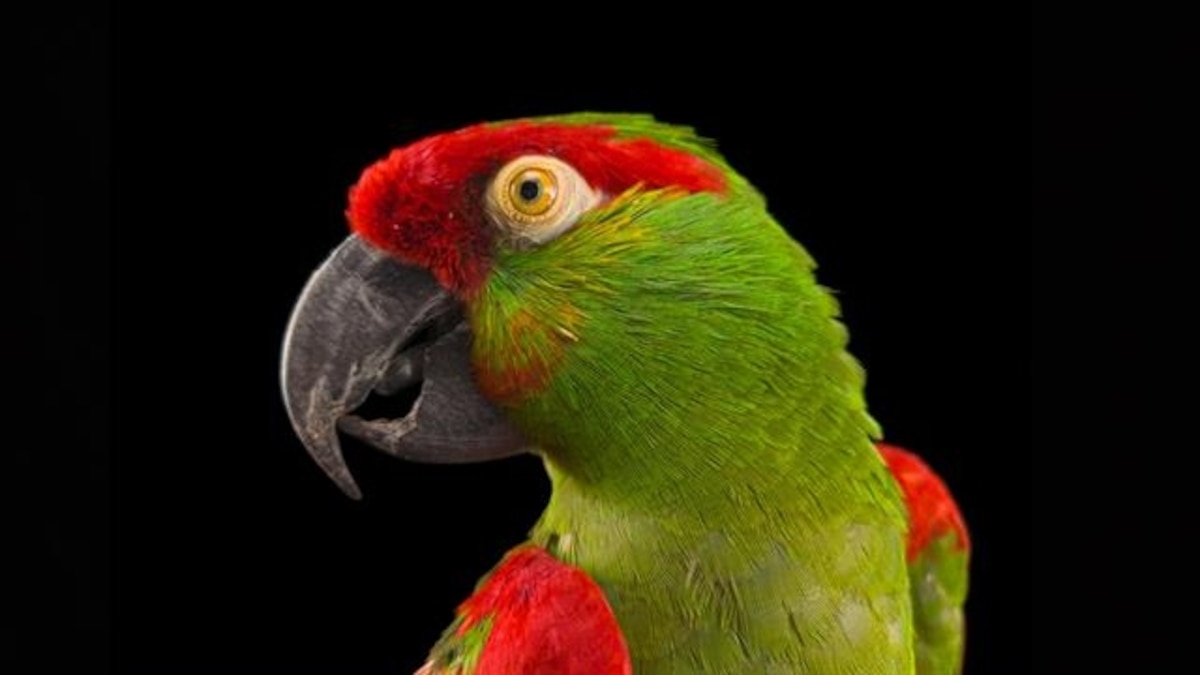 Endangered color | National Geographic