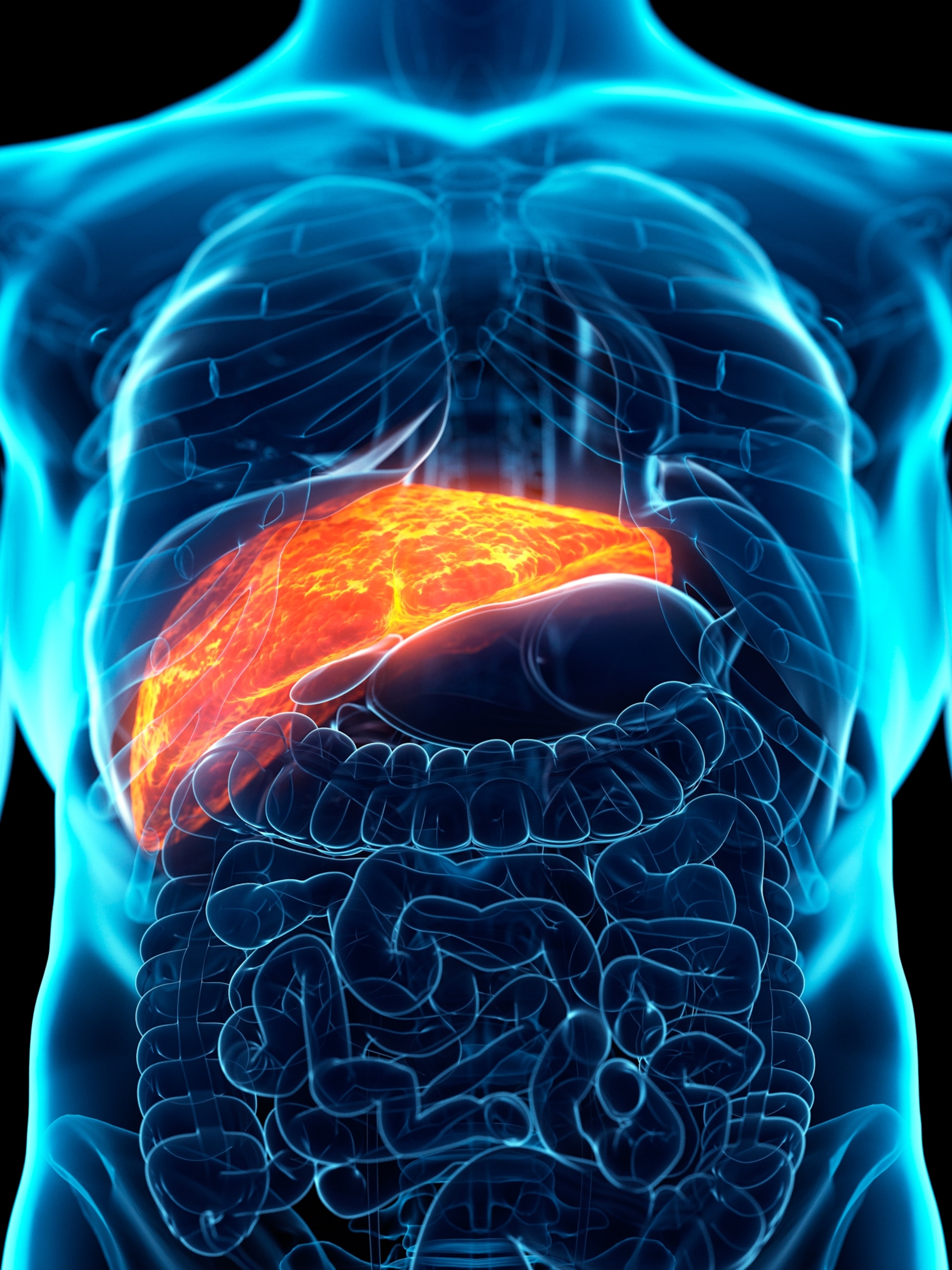 A computer illustration showing thoracic and abdominal organs, with the liver highlighted in red.