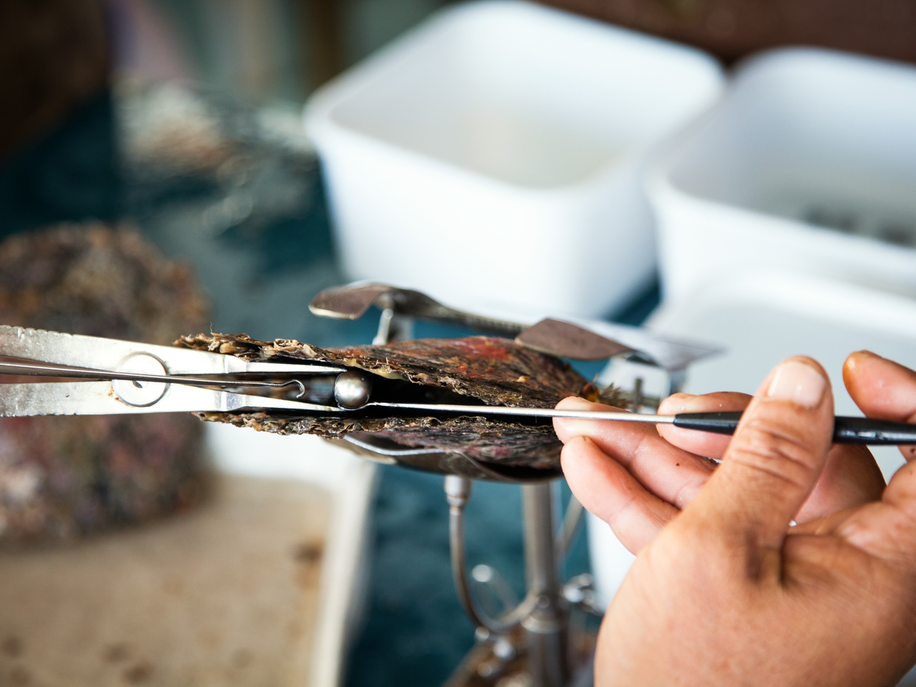 Pearl Farming - Picture of a technician removing a pearl from an oyster at Kamoka