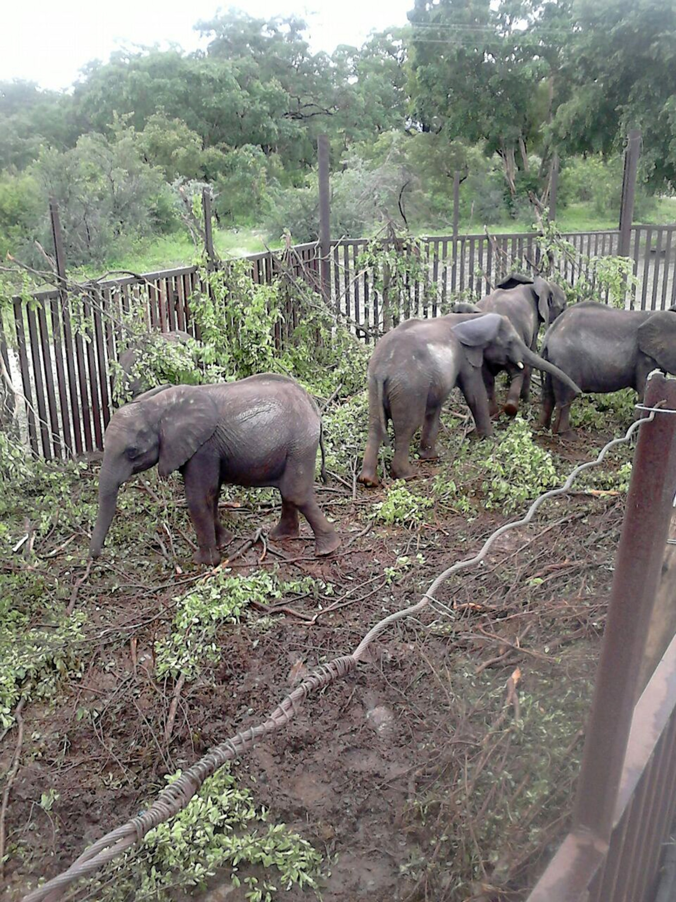 calve to the left has a “pinched” sunken face