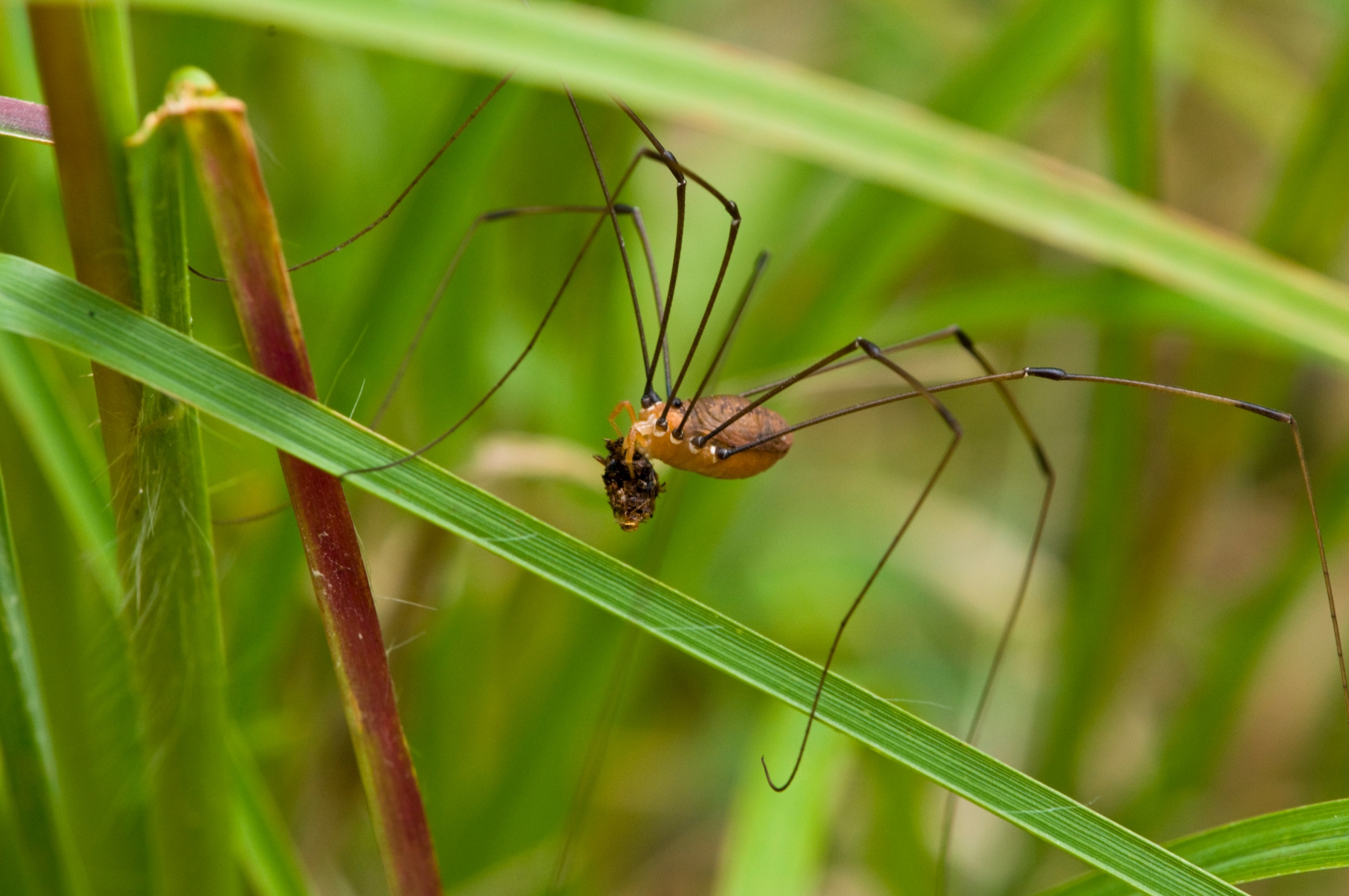 A daddy long leg spider stands on a blade of grade