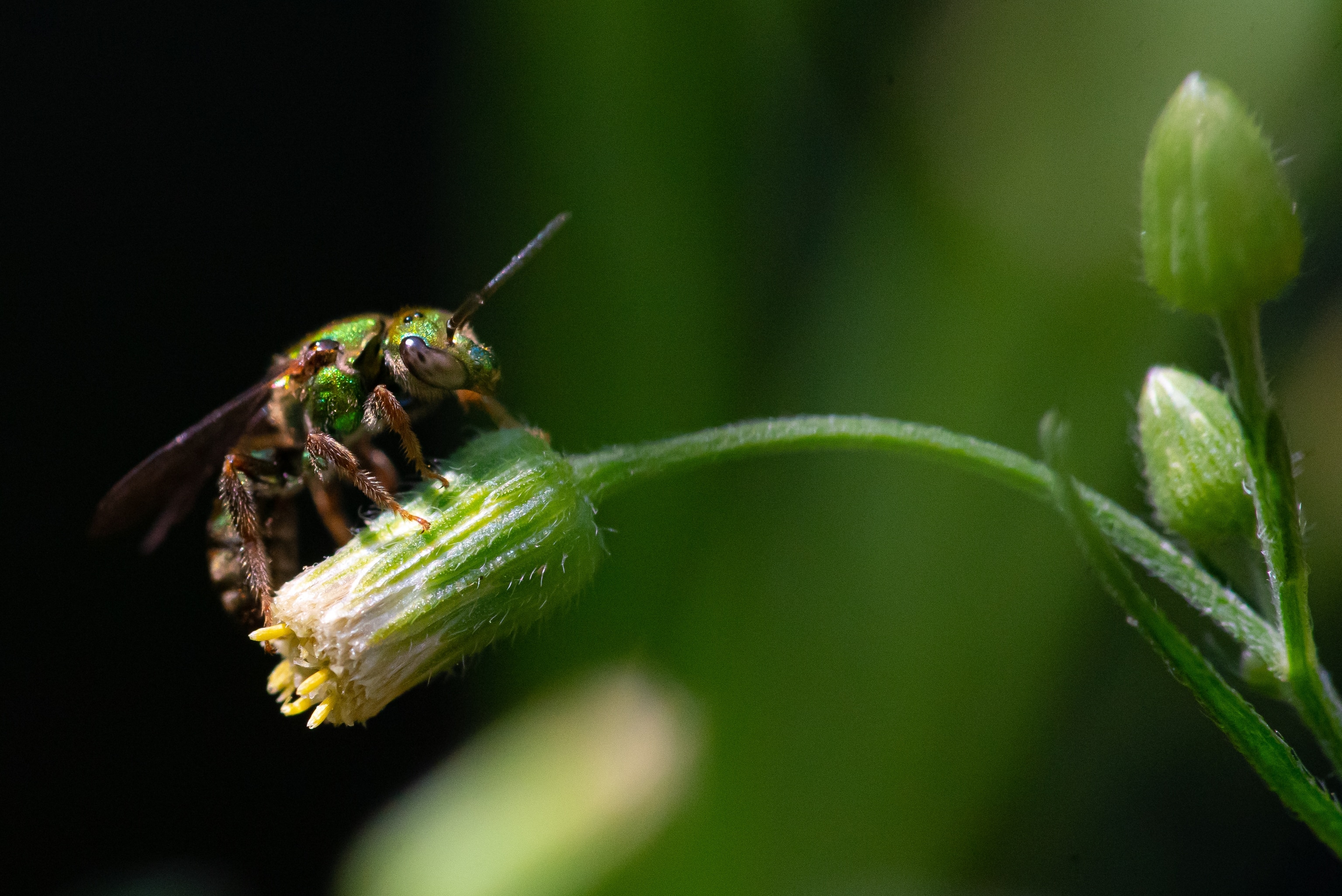 A green bee rests on a flower.