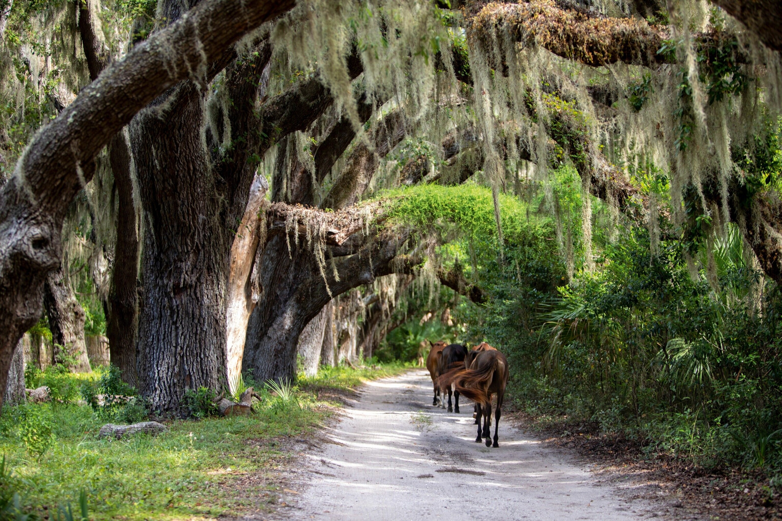 Wild horses passing under moss-draped trees on Cumberland Island.