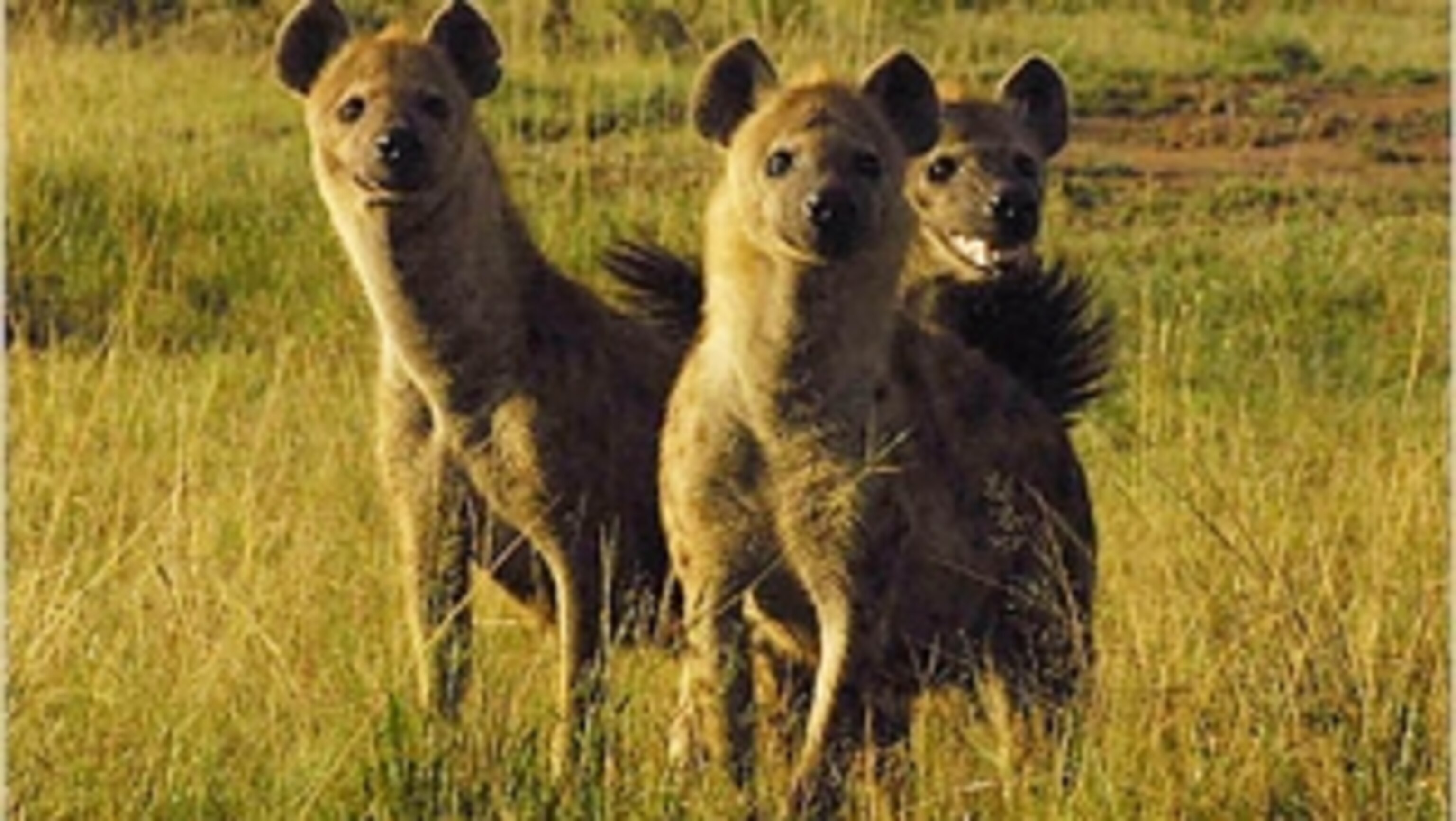 The Mind of the Hyena | National Geographic
