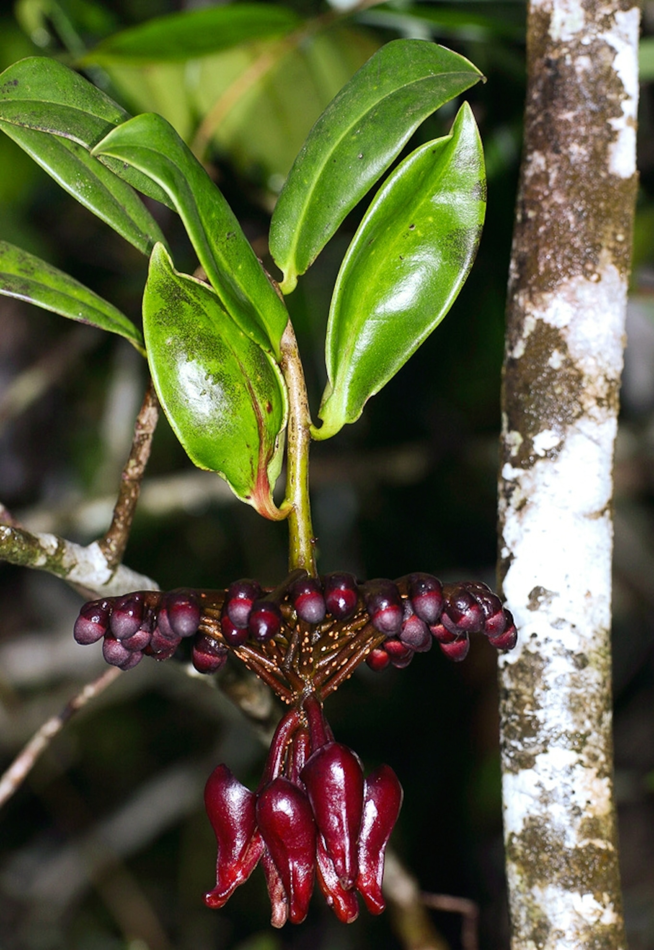 A Marcgravia evenia plant with flower buds.