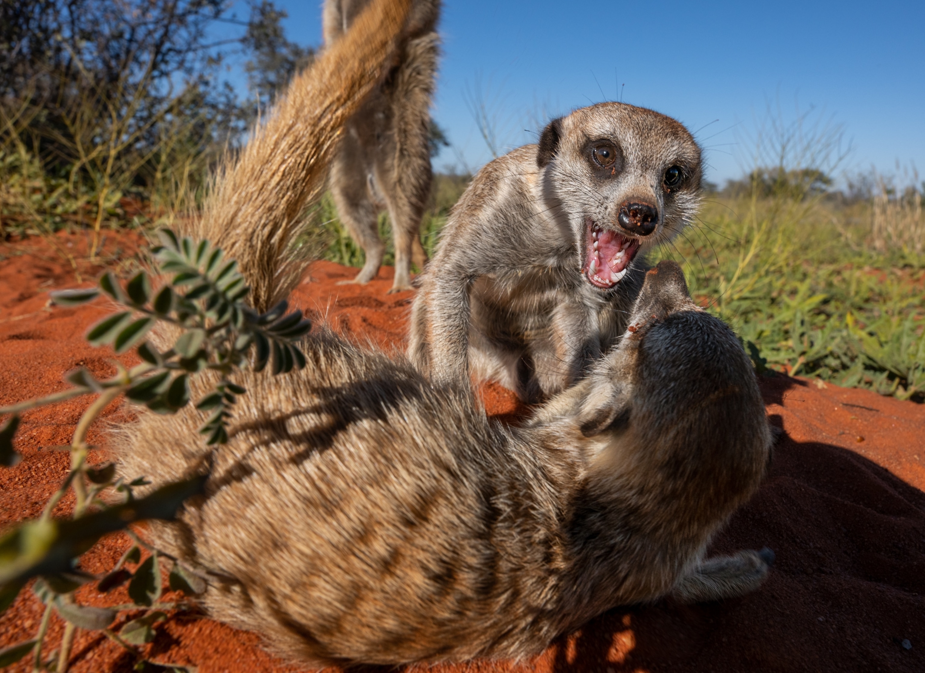 Two animals pretending fighting.