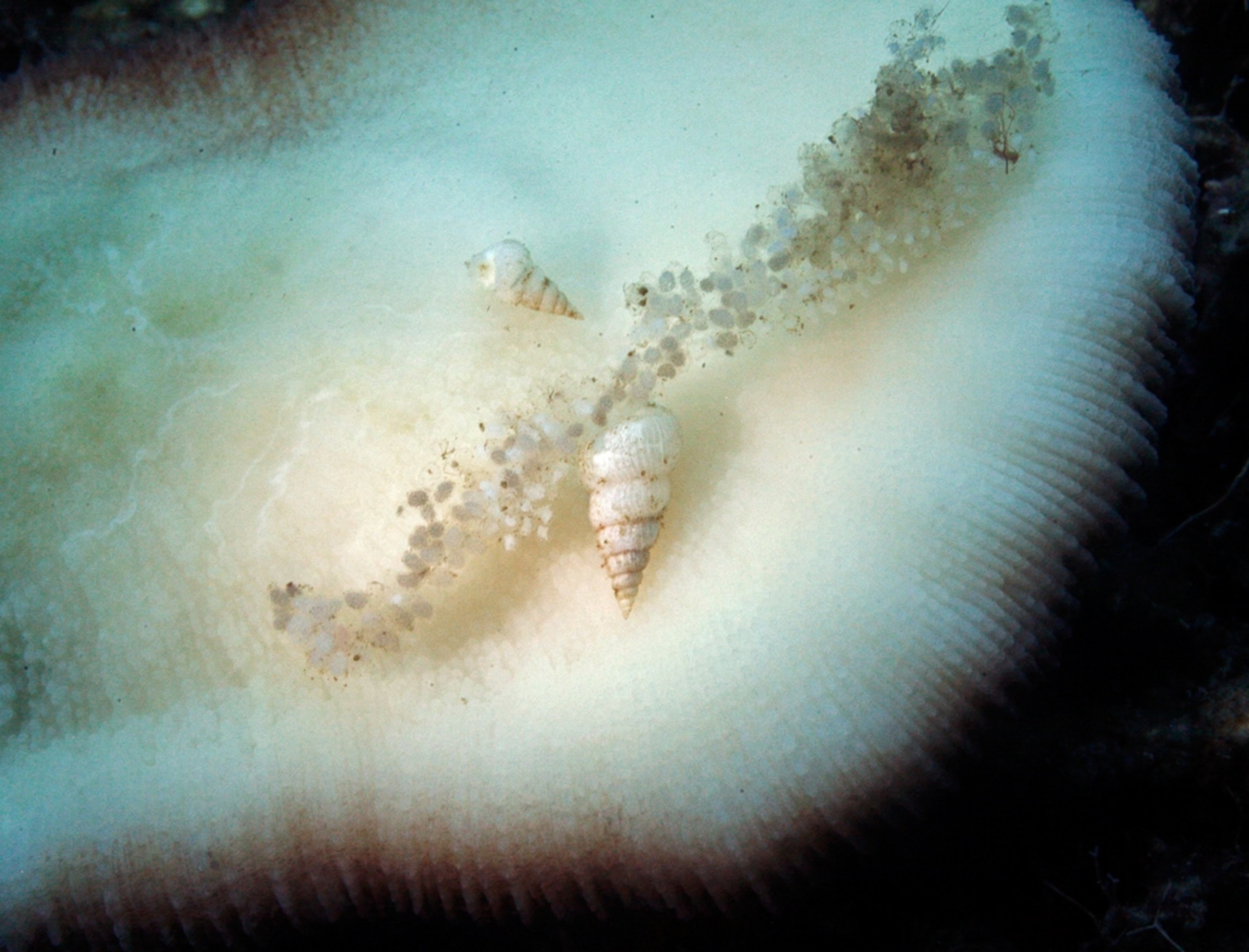Snail picture: wentletrap female with egg mass