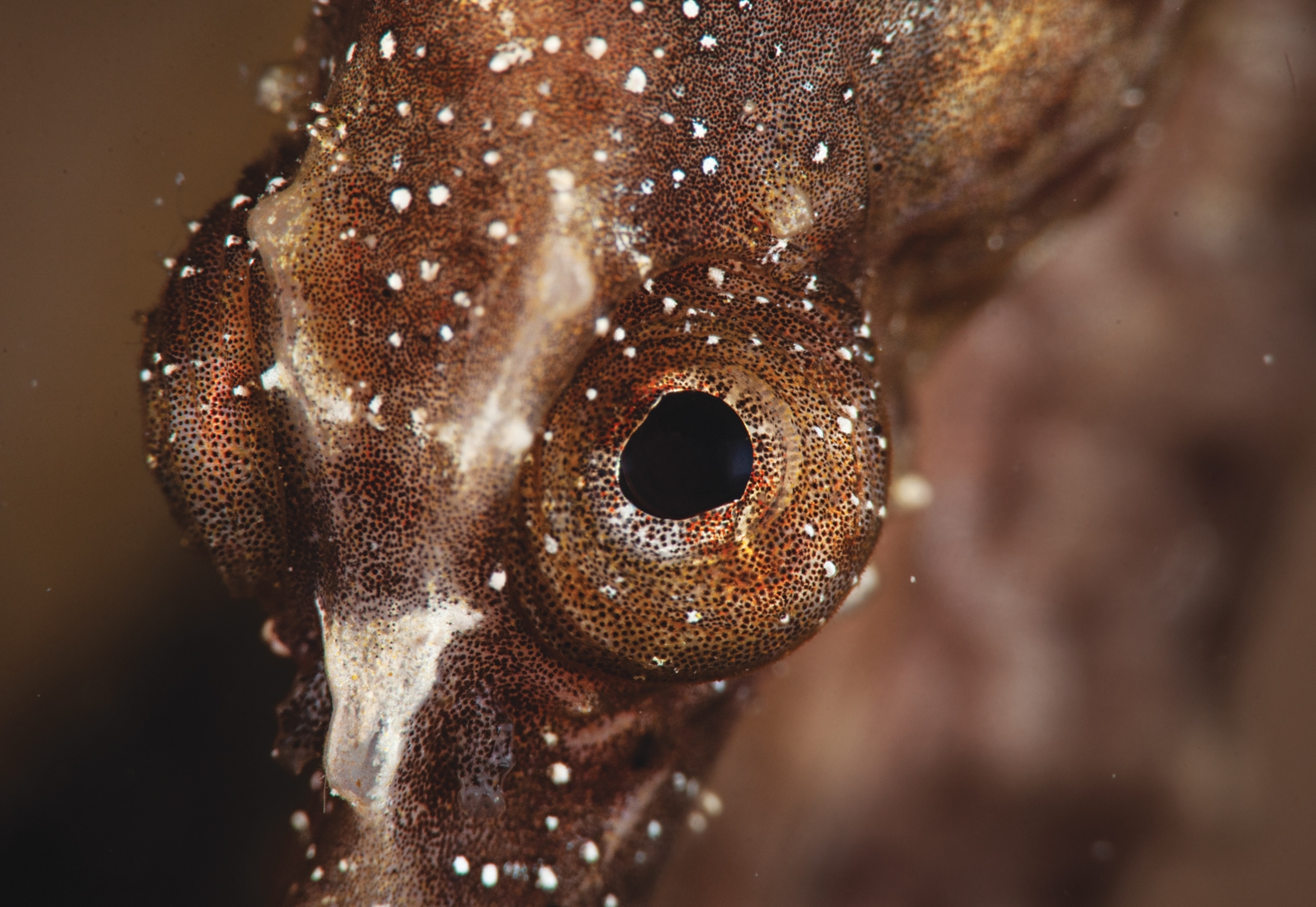 Closeup view of the eye of a Seahorse.