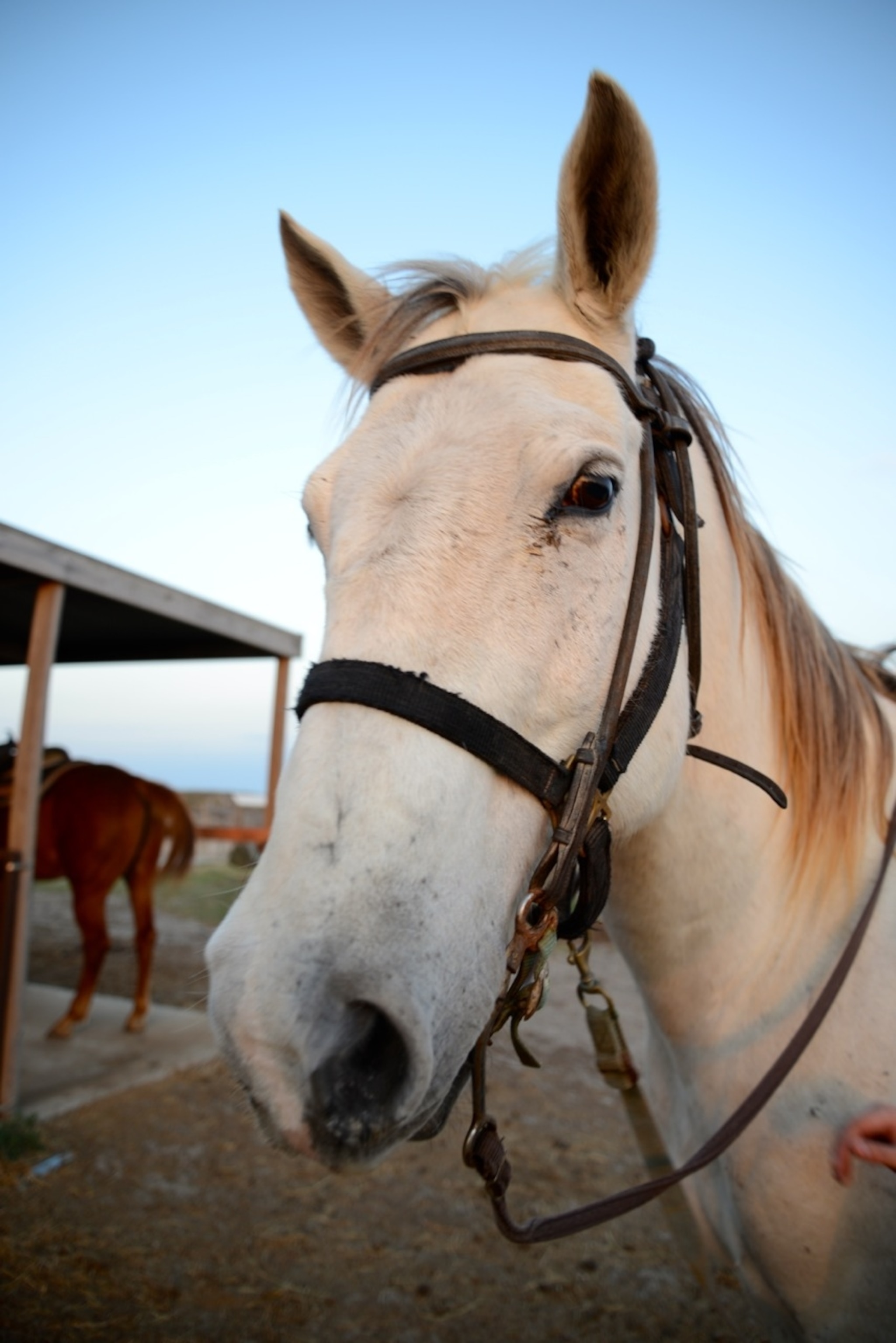 McLeod, my white thoroughbred (Photo by Andrew Evans, National Geographic Traveler)