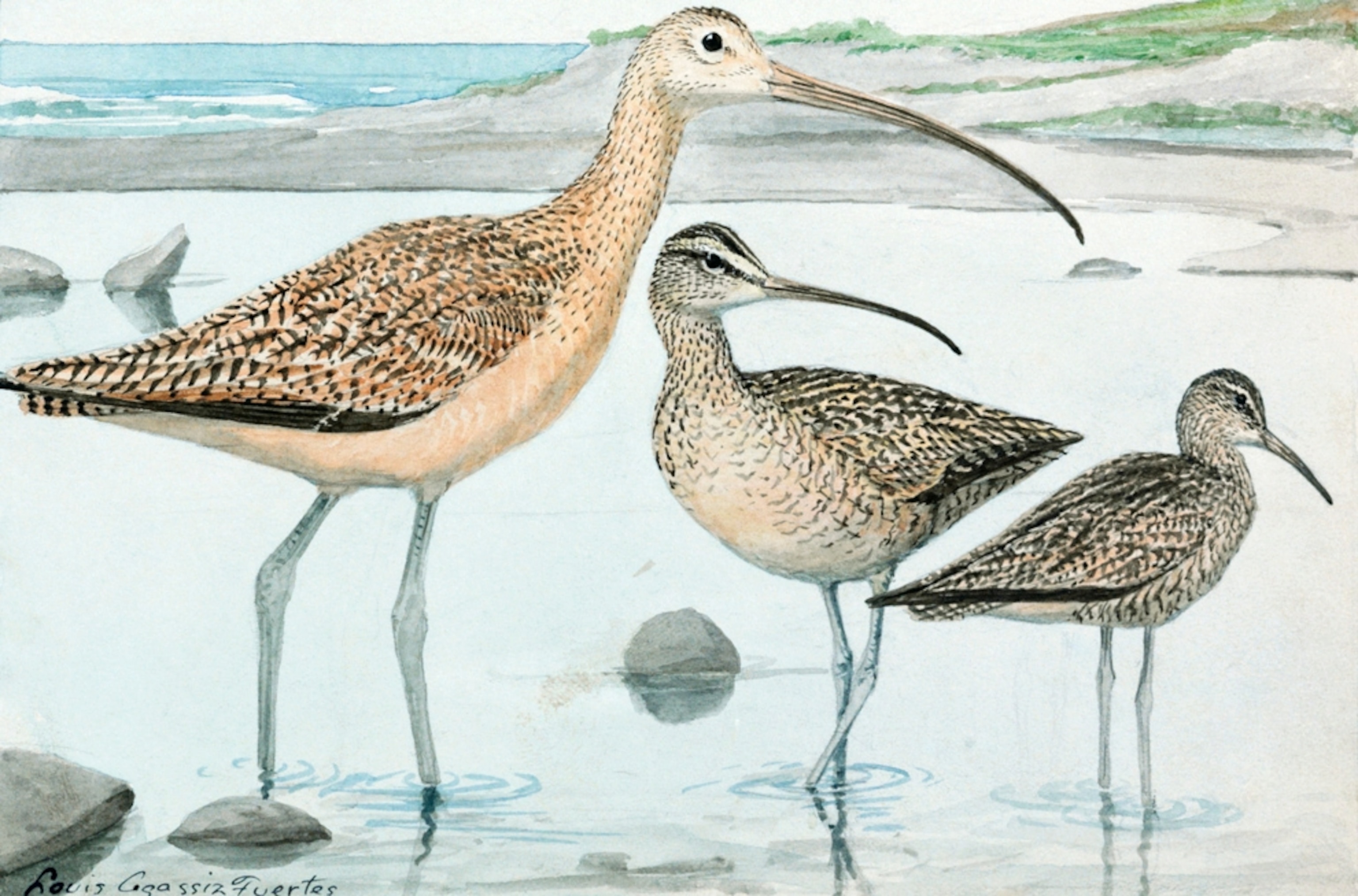Illustration: Three curlew standing in shallow water