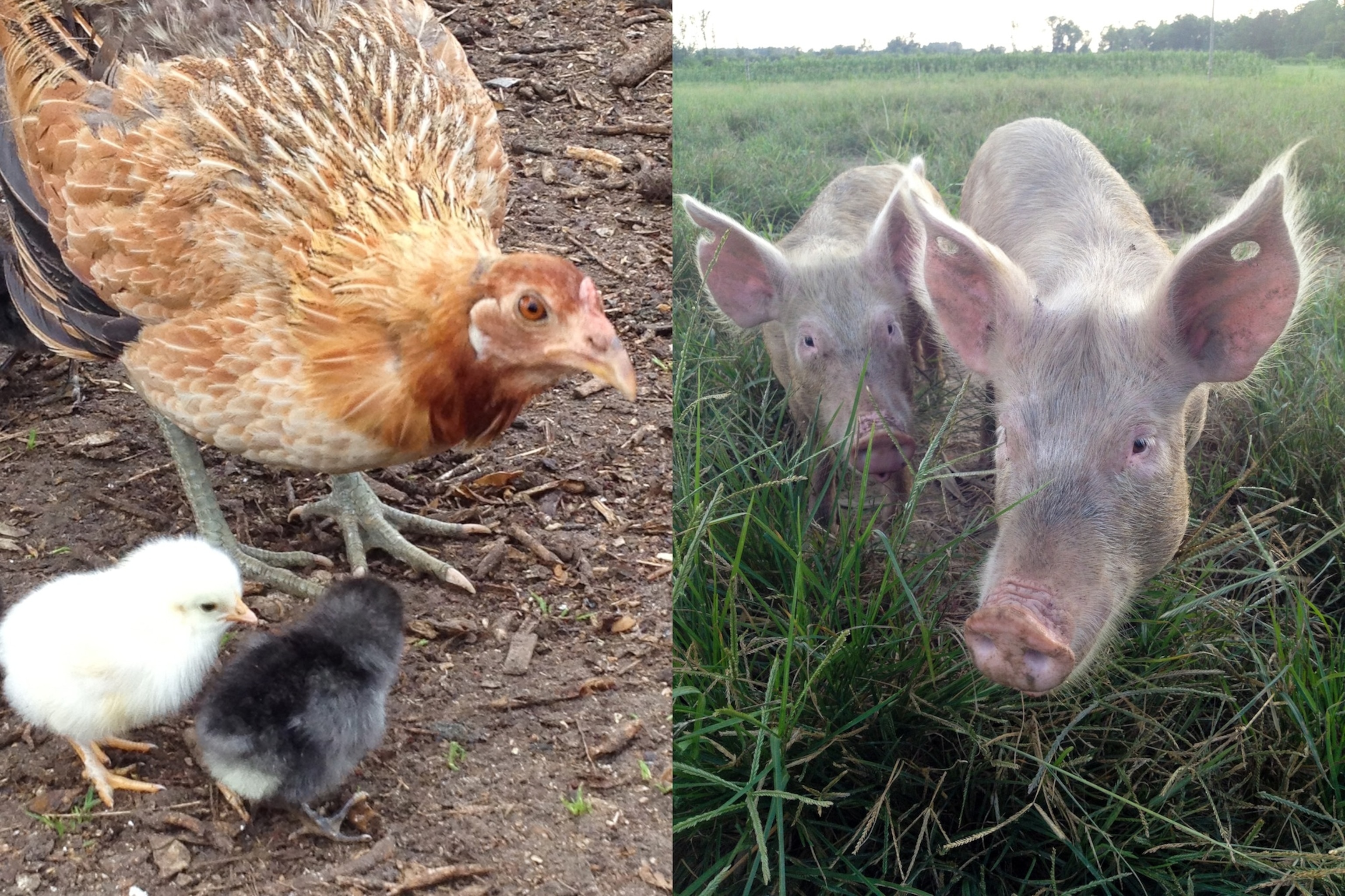 Photograph courtesy Jasmine Wiggins