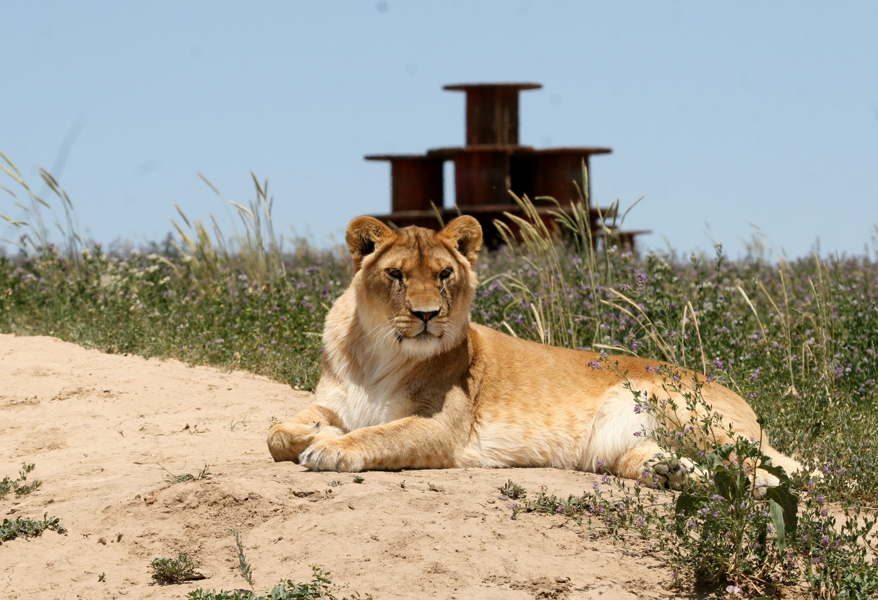 After being separated by the circus, lioness Kiara is reunited with her cubs in ADI’s Operation Spirit of Freedom rescue centre in Peru.