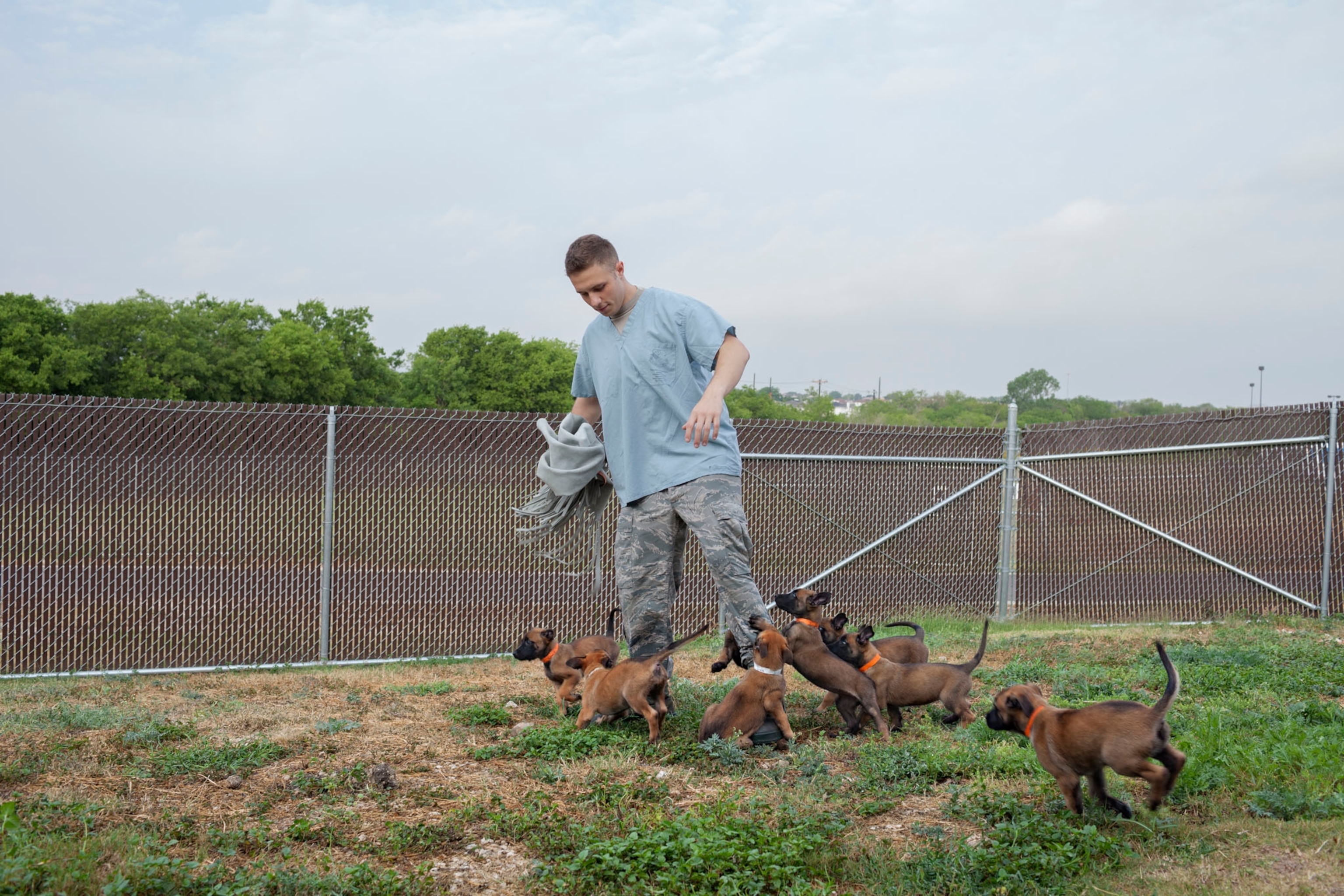 a man feeding and playing with 7-week old Belgian Malinois puppies.