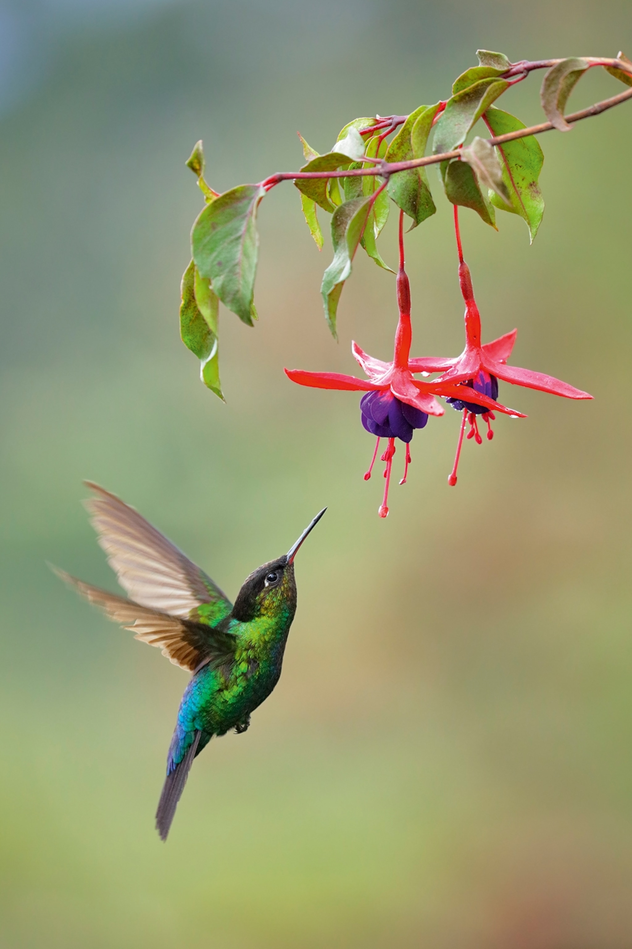 A small hummingbird attempting to feed from a drooping flower.