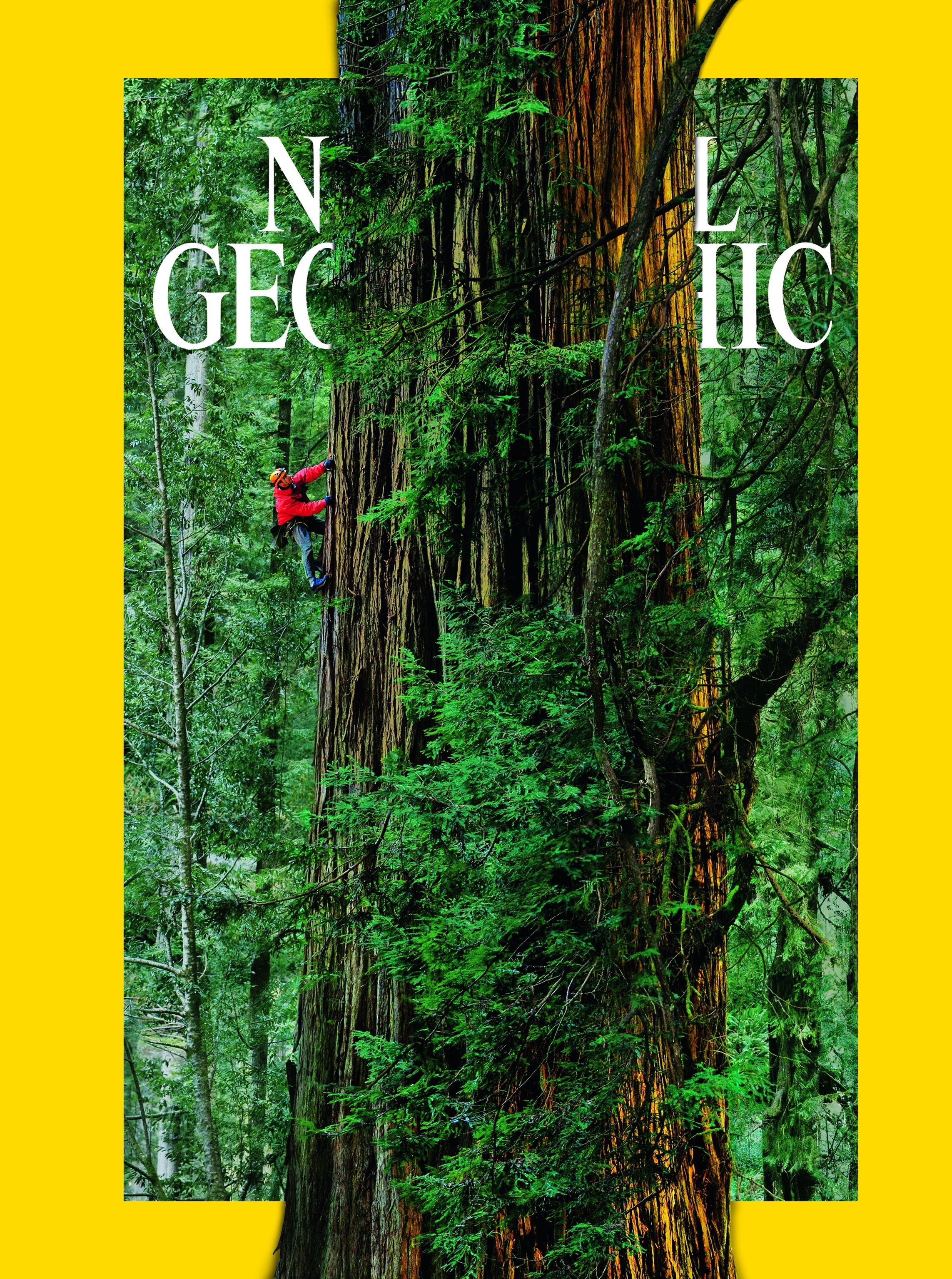 Part of a portrait made up of 84 images, taken as cameras rode a rope rigged by canopy ecologist Jim C. Spickler.