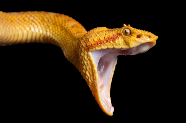 Snakes Facts And Information