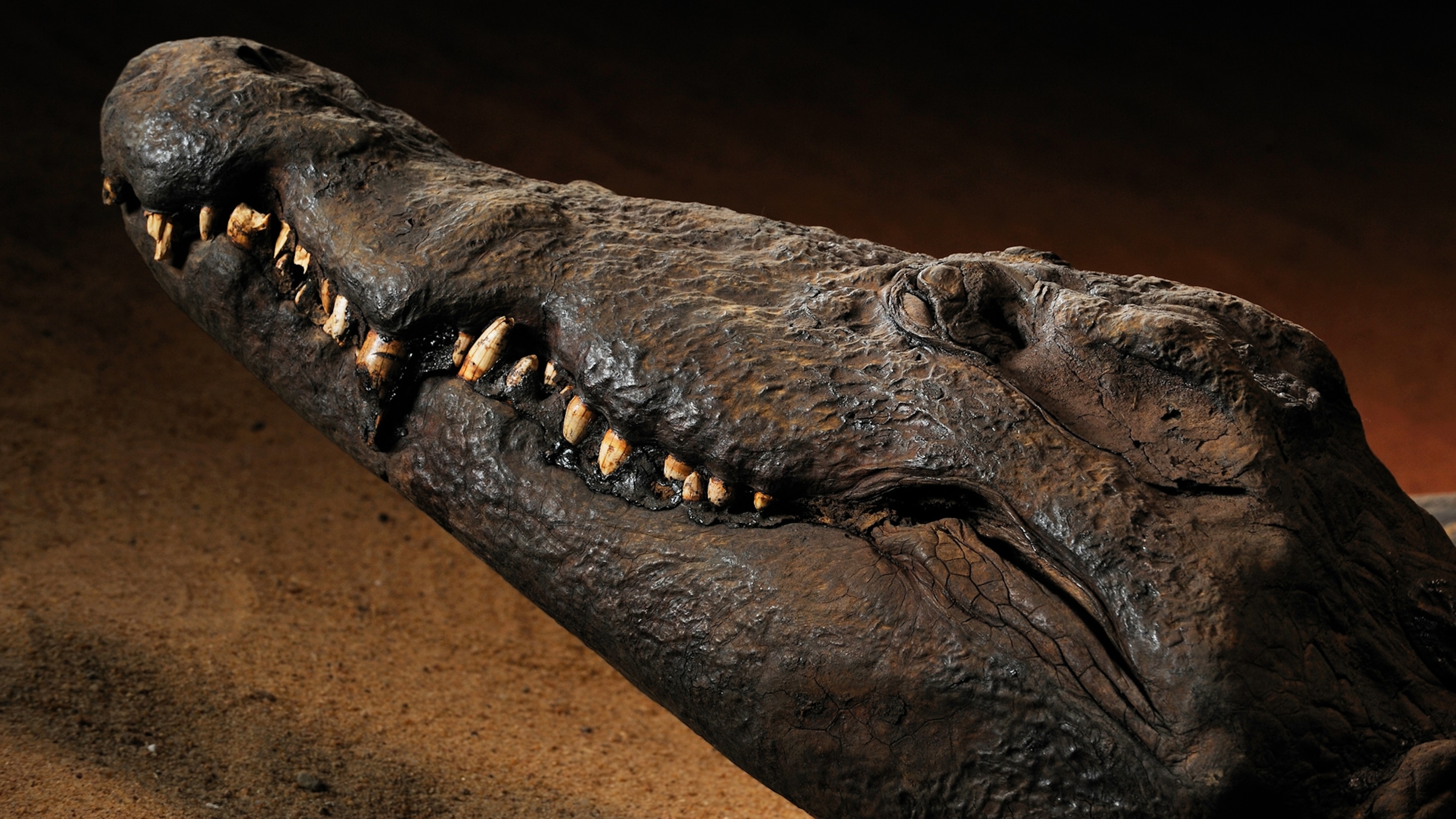 New scans reveal mummified crocodile's last meal