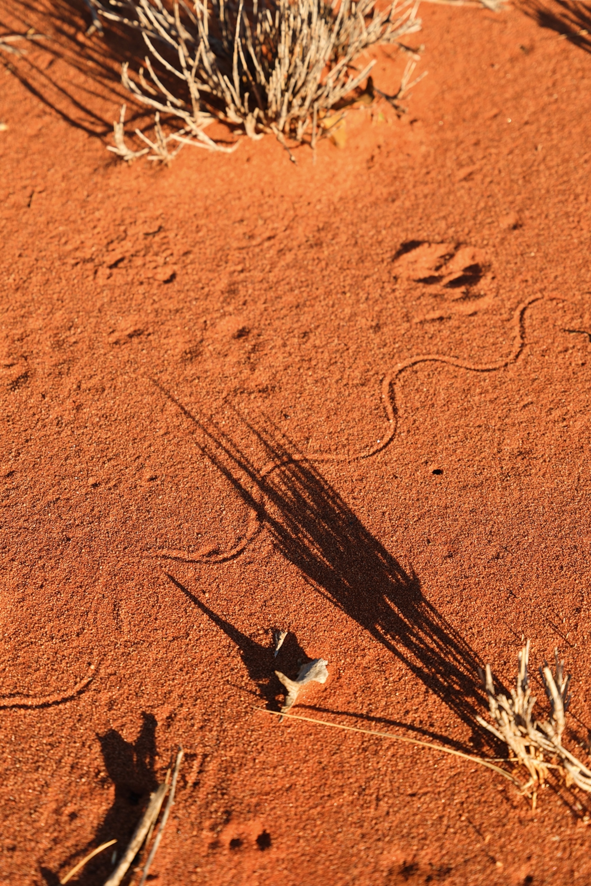 A red sand ground with wavy snake tracks between dry bushes.