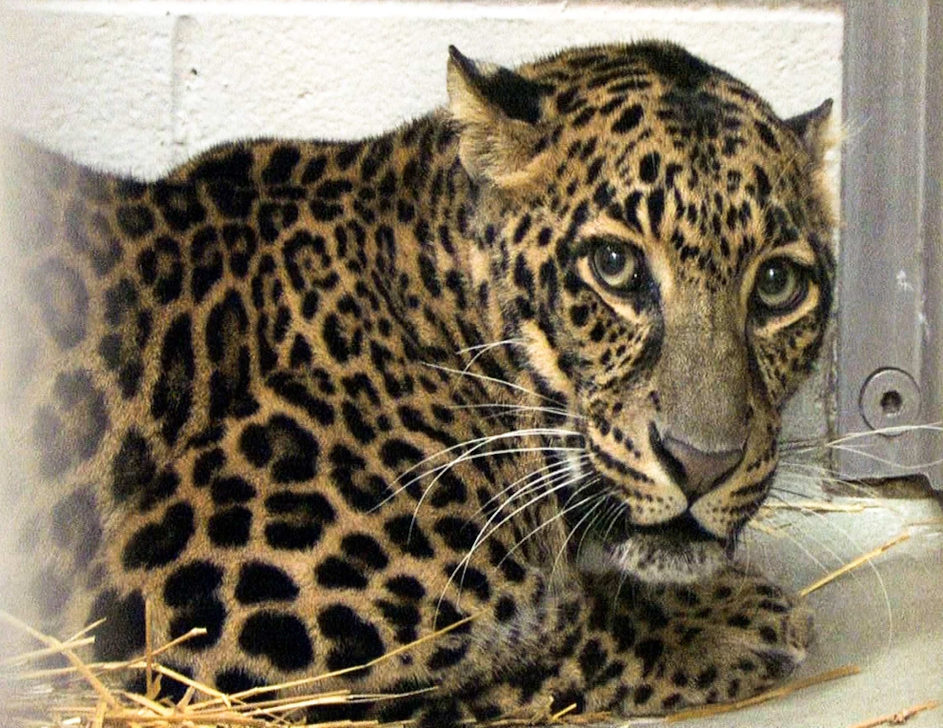 Exotic-animal picture: leopard rescued in Zanesville, Ohio, at Columbus Zoo