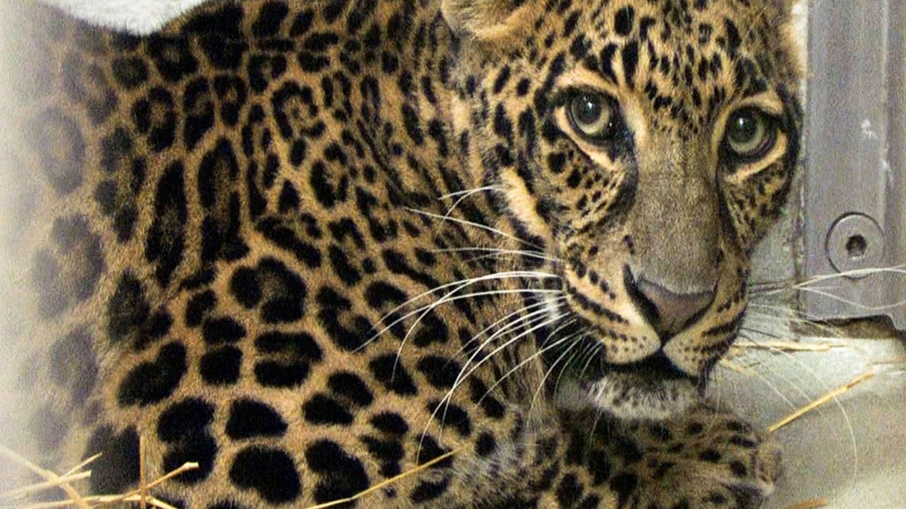 Pictures: Lucky Few Exotic Animals Saved From Ohio Shootings