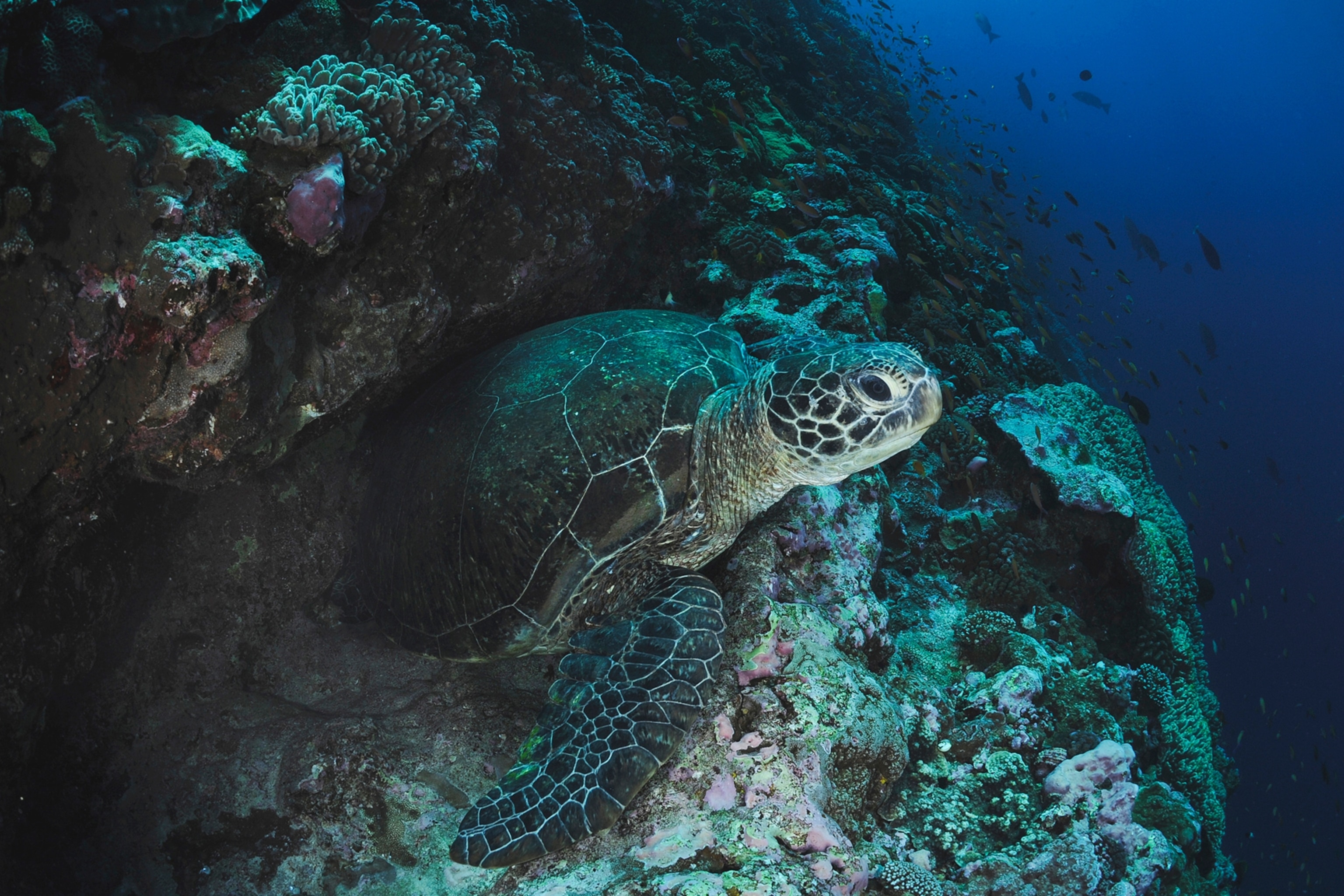 a Green Turtle.