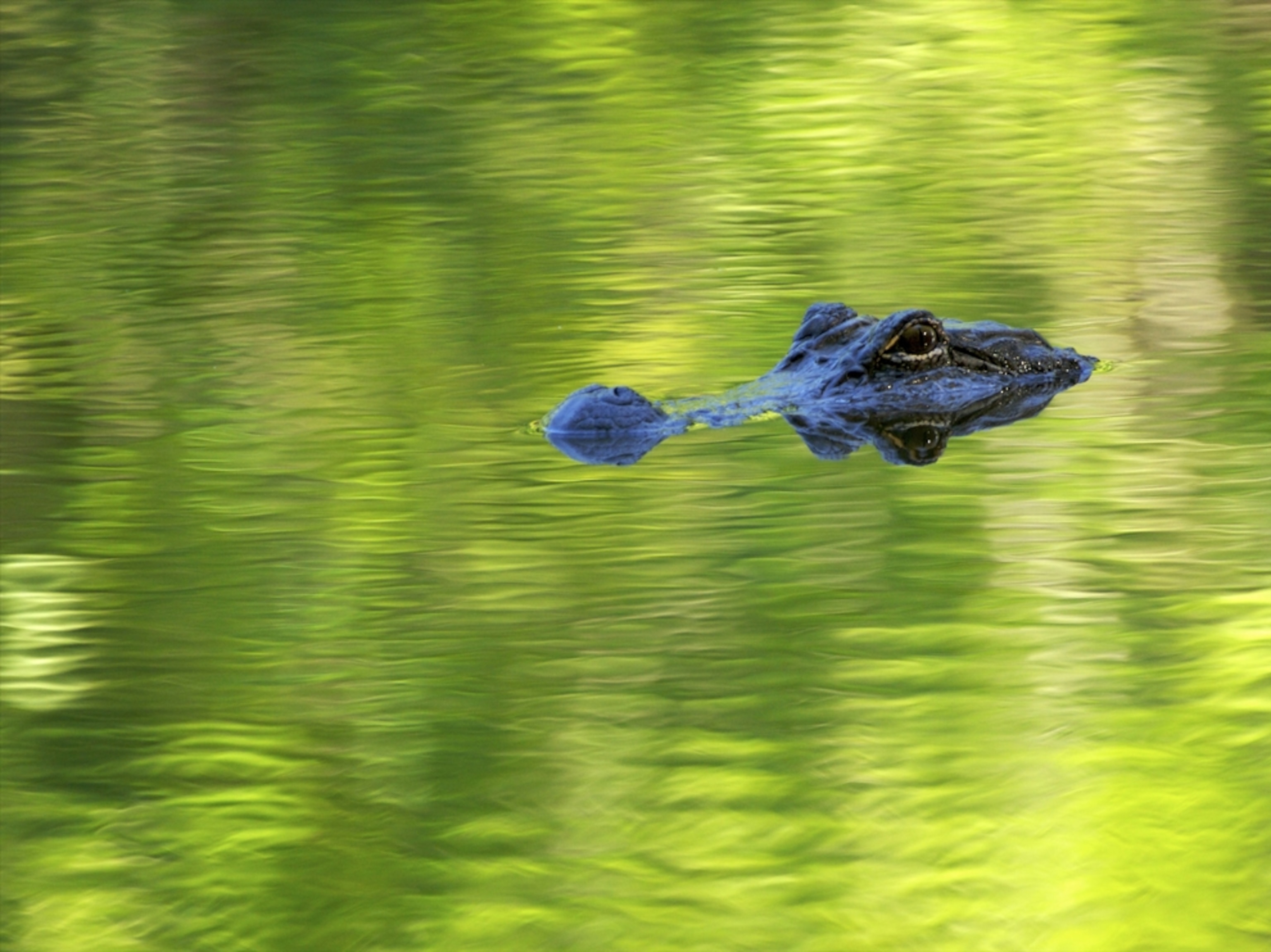 alligator floating Louisiana
