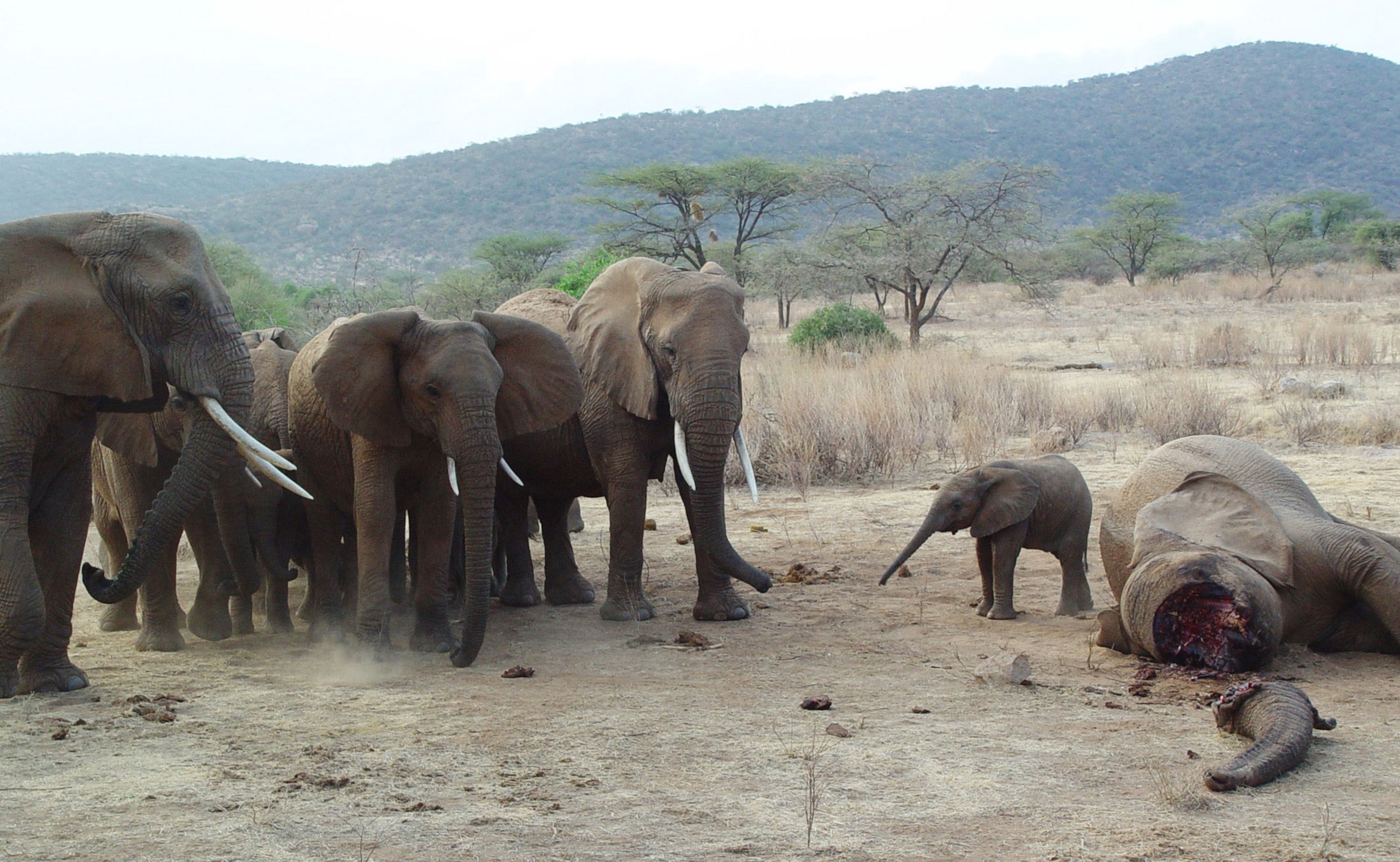 An orphan elephant after its parent was killed