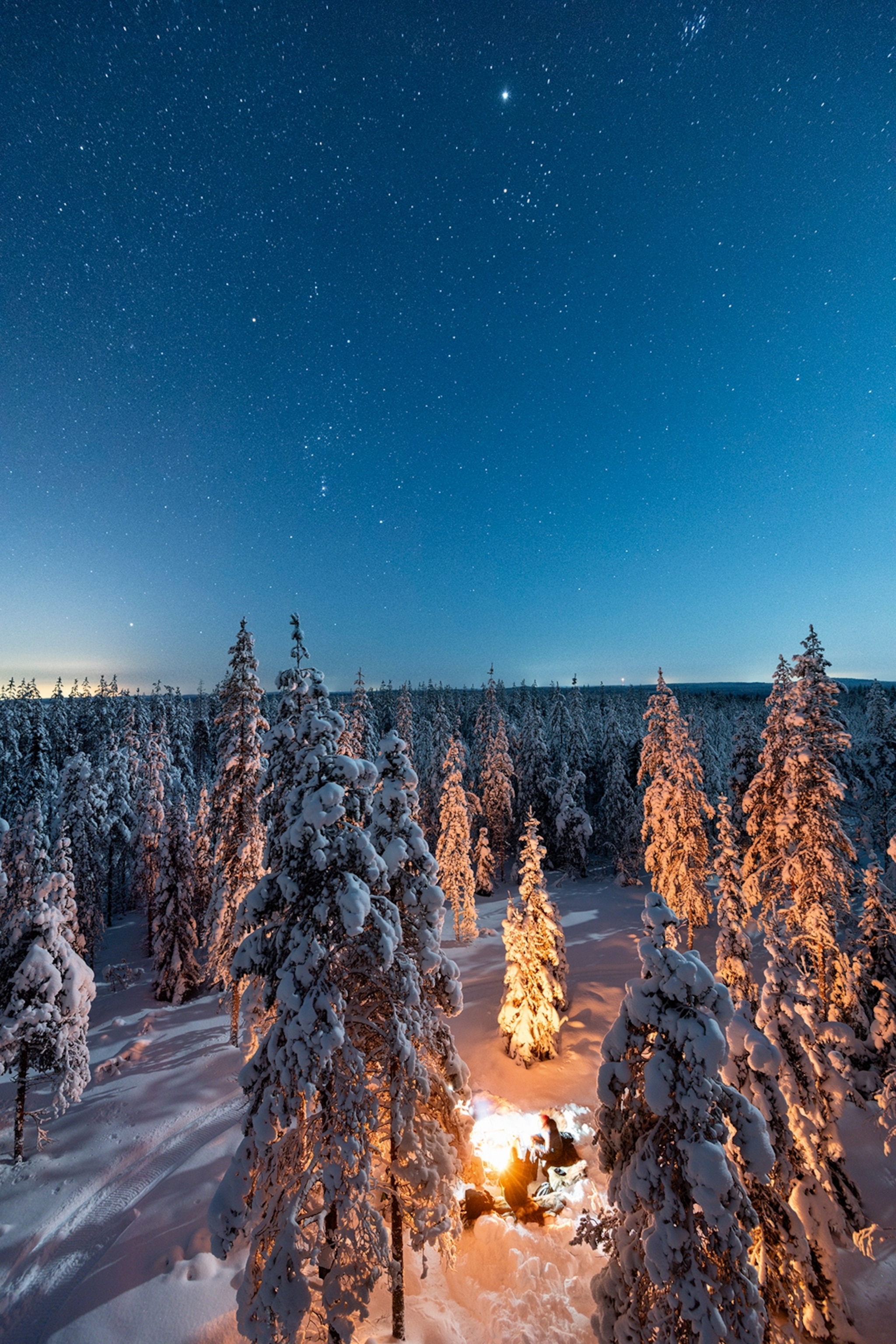 A forest at night with snow-capped trees and a fire illuminating a tree circle.