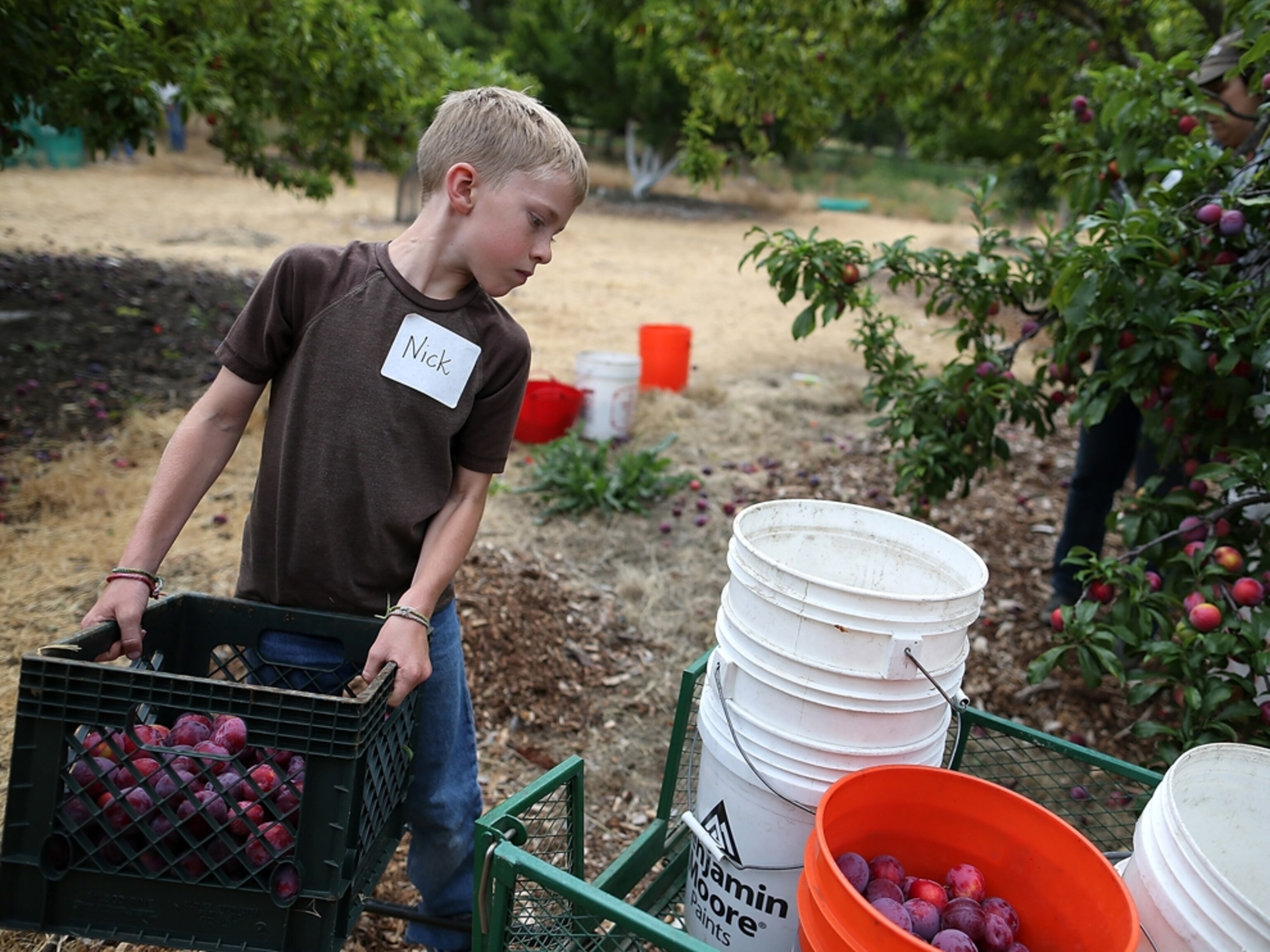 a volunteer loading freshly picked plums onto a cart during the harvest of apricot trees at Guadalupe Historic Orchard on June 25, 2013 in San Jose, California.