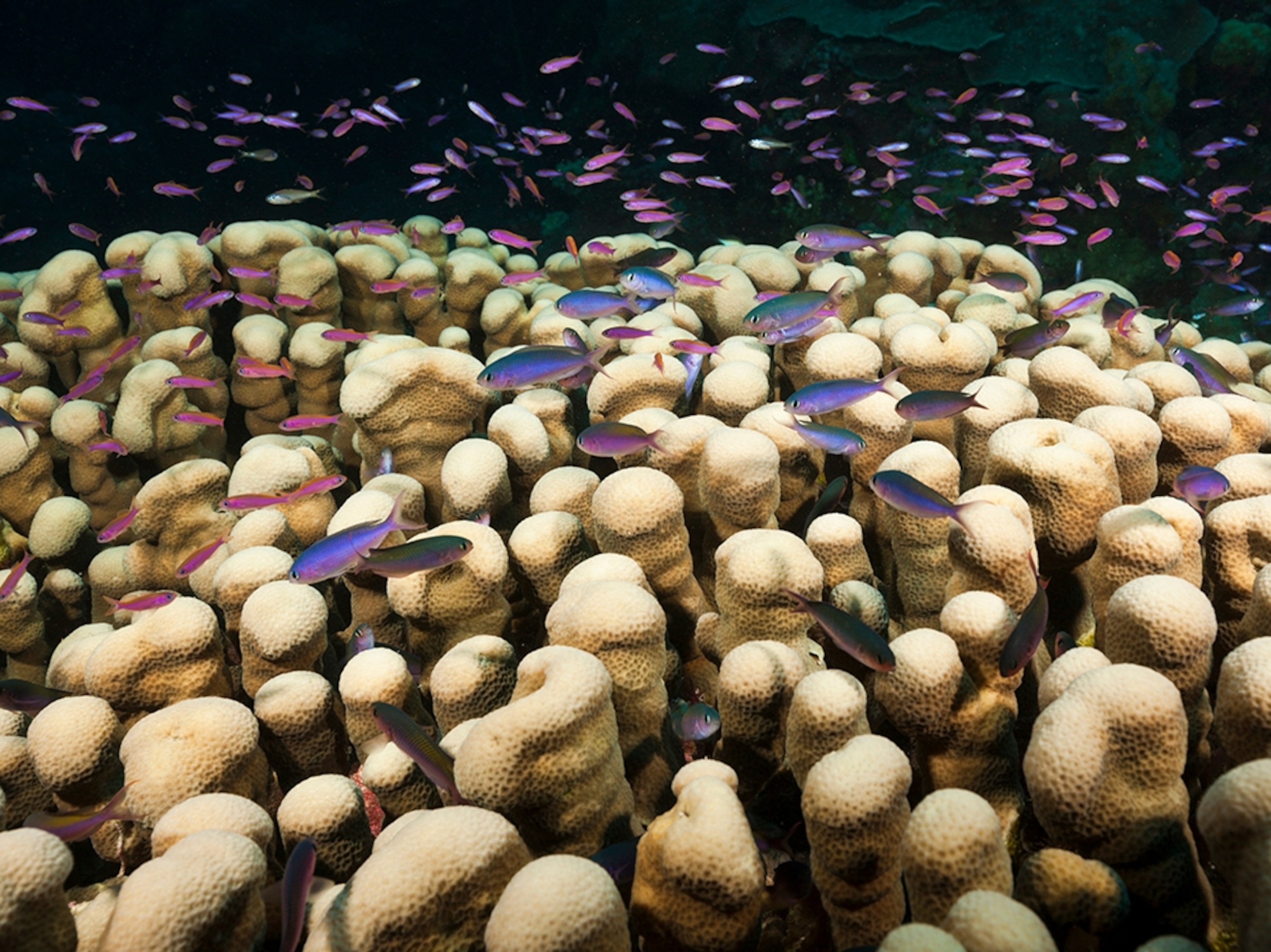 colorful fish over coral, Great Barrier Reef, Australia