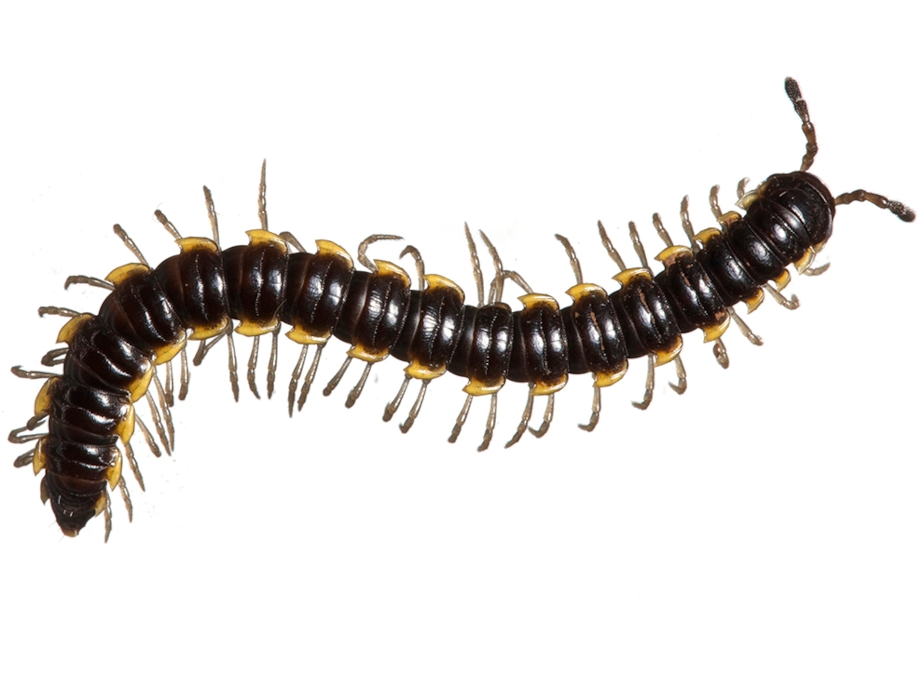 Common Name: Flat-backed millipede, Long-flange milliped, Scientific Name: Asiomorpha coarctata, Magnification: 1x,