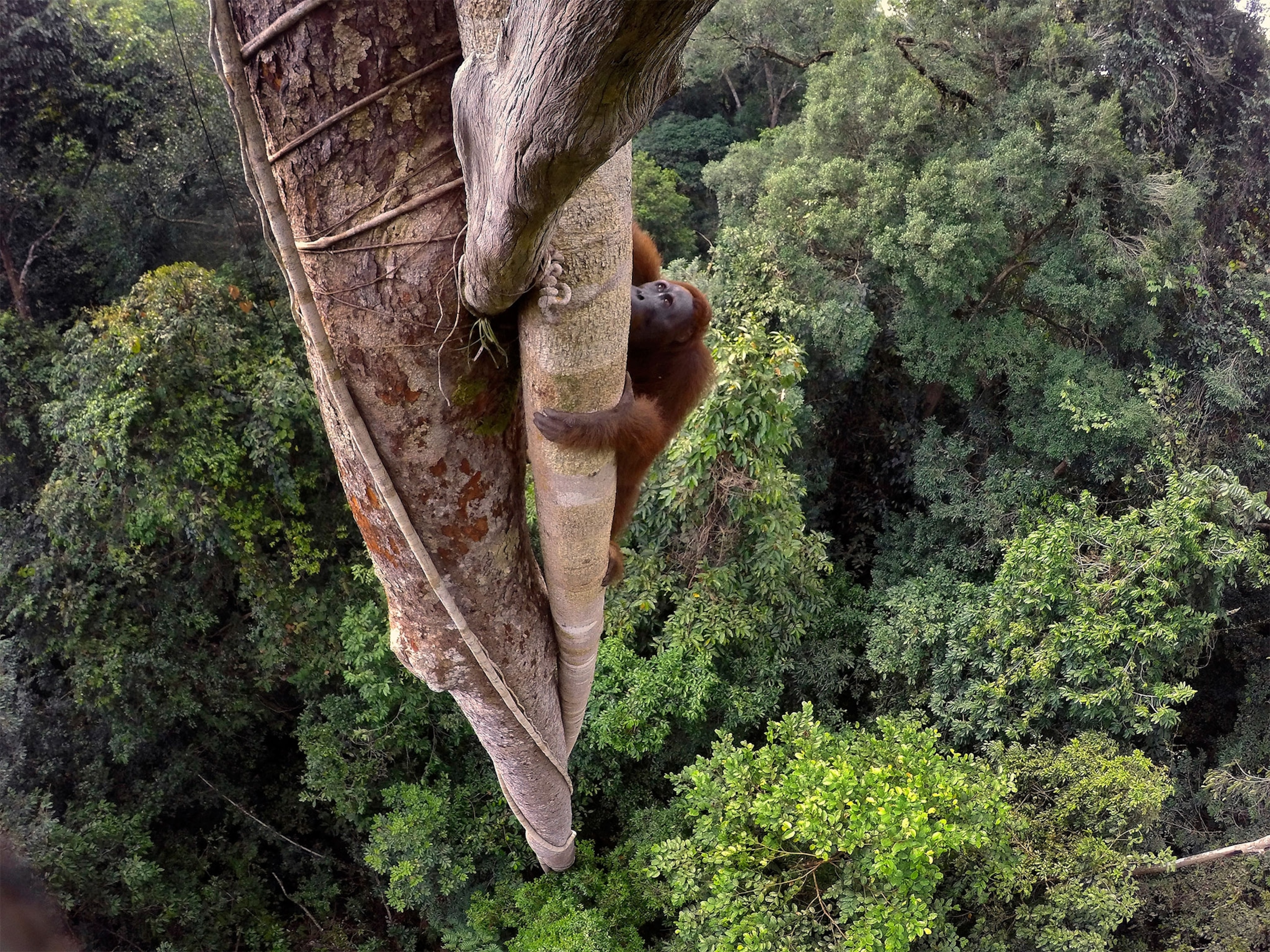 an orangutan climbing a tree