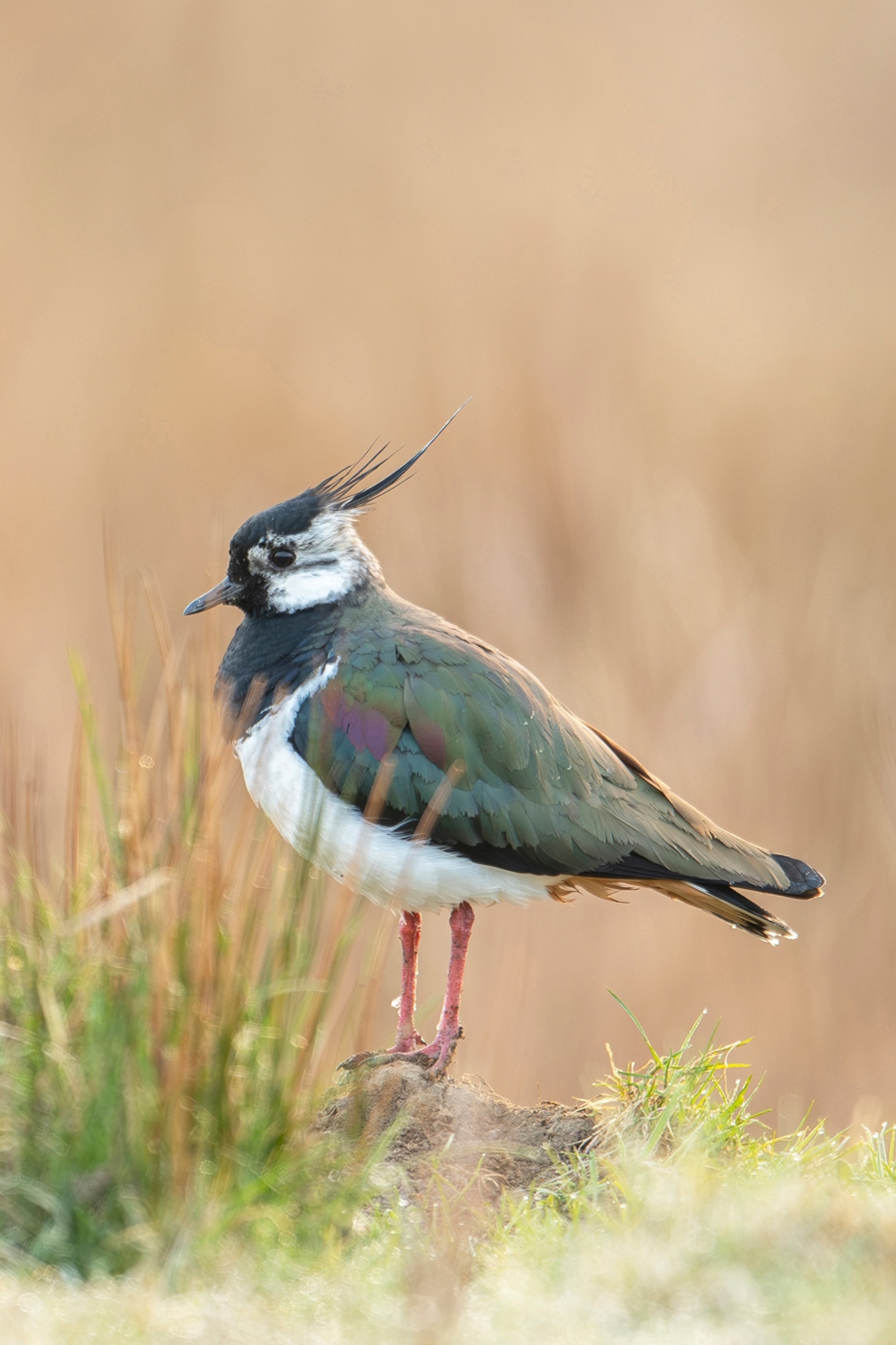 A close-up of a small bird with a striking head feather.