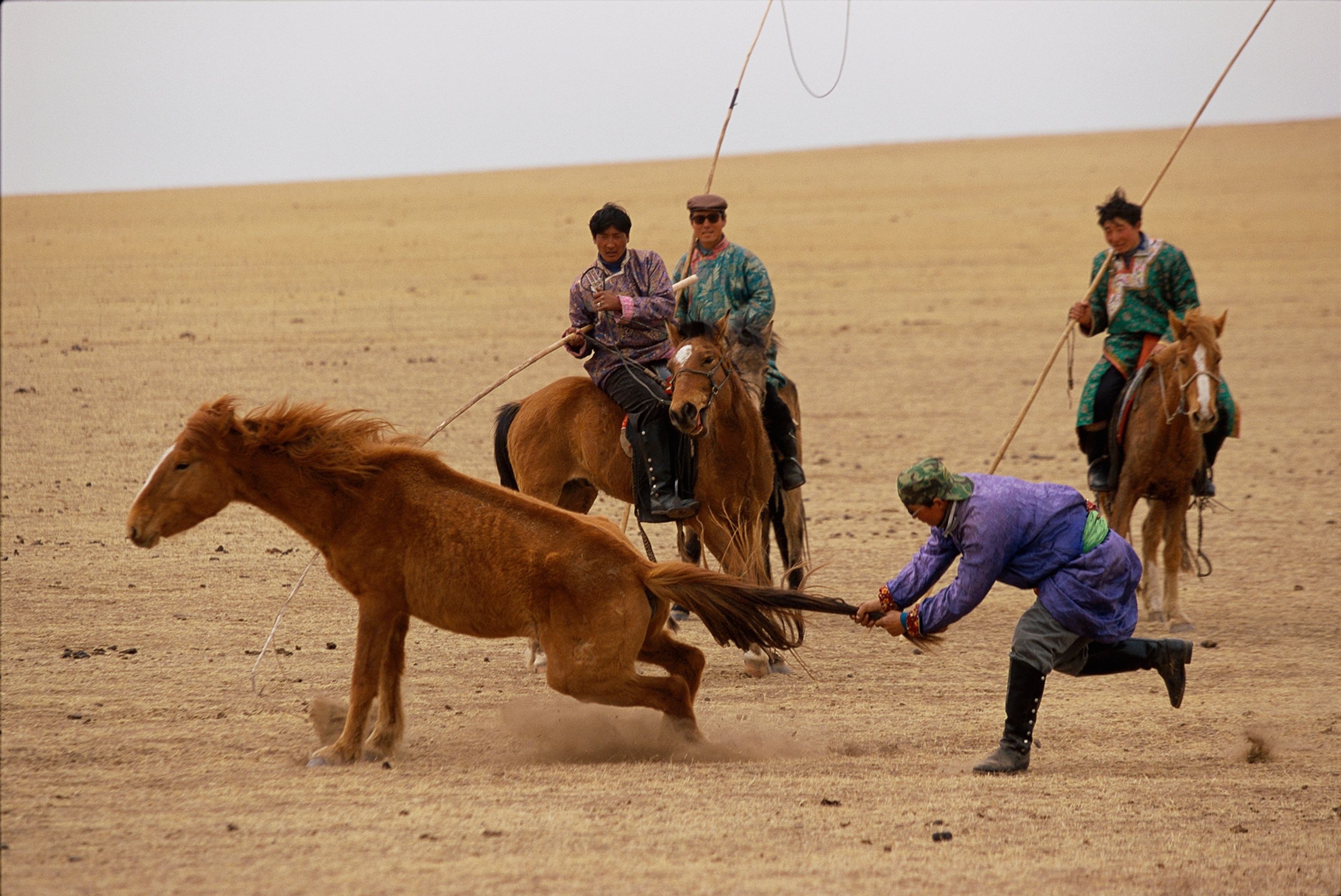 Hands-on wrangling speeds a round up on the plains of Inner Mongolia.