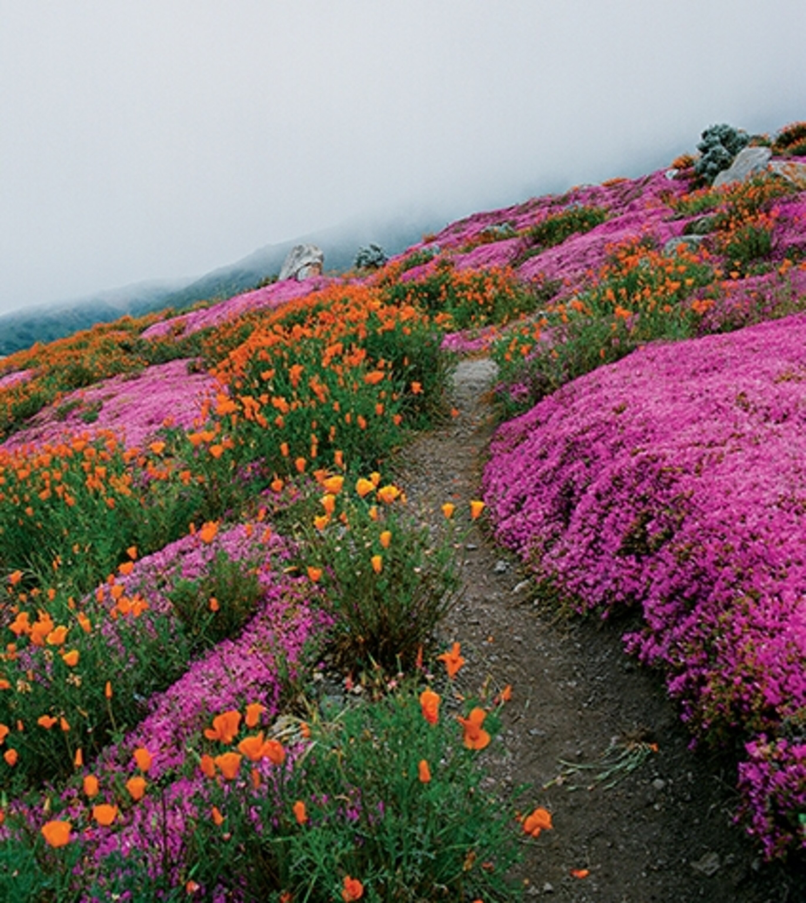 Wildflowers brighten a stretch of Highway 1 between Gorda and Big Sur. (Photograph by Clay McLachan)