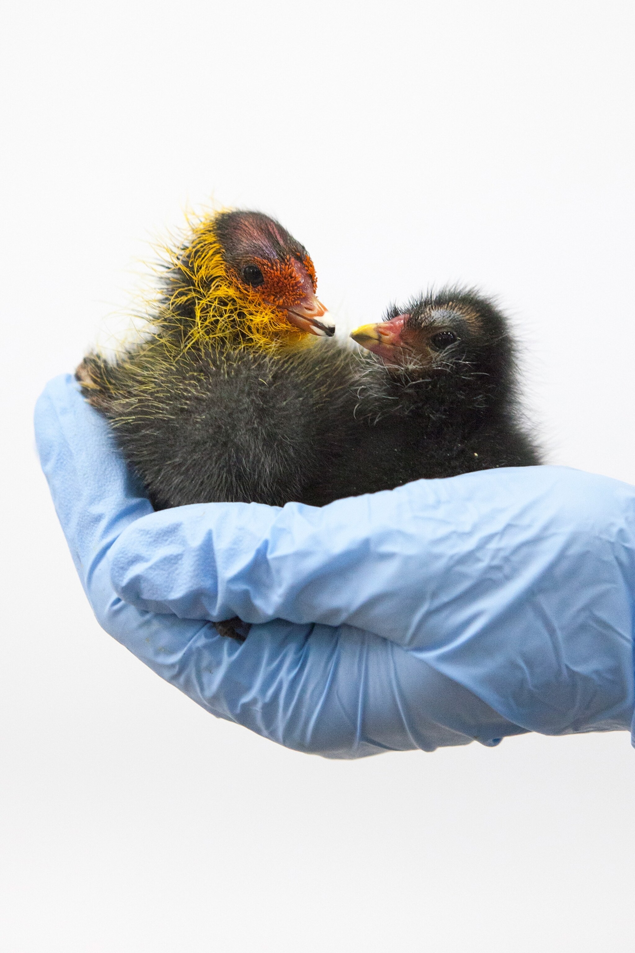 Eurasian coot and common moorhen chicks in a blue gloved hand