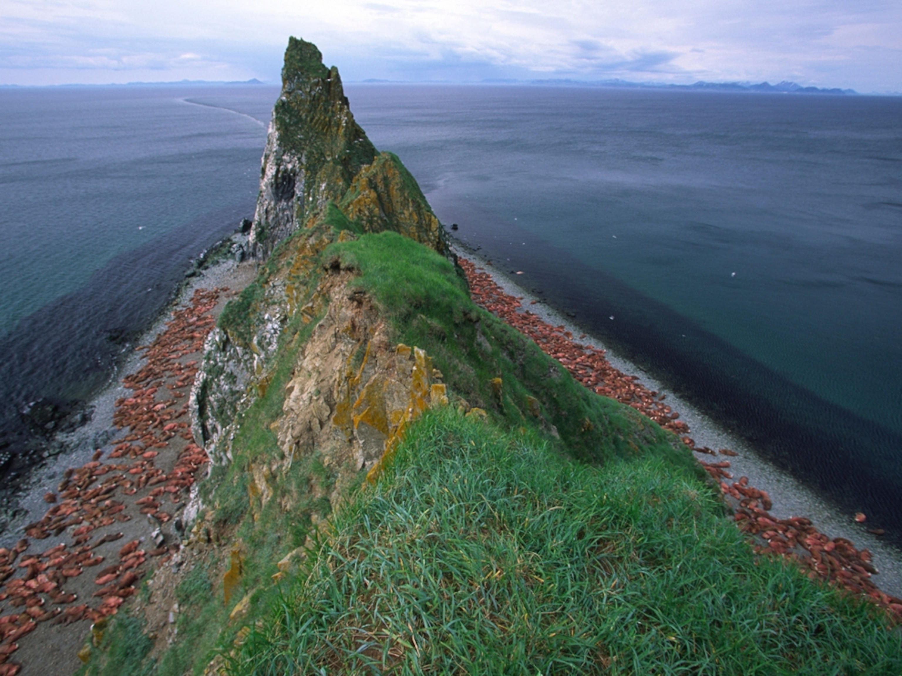 Alaska walrus migration