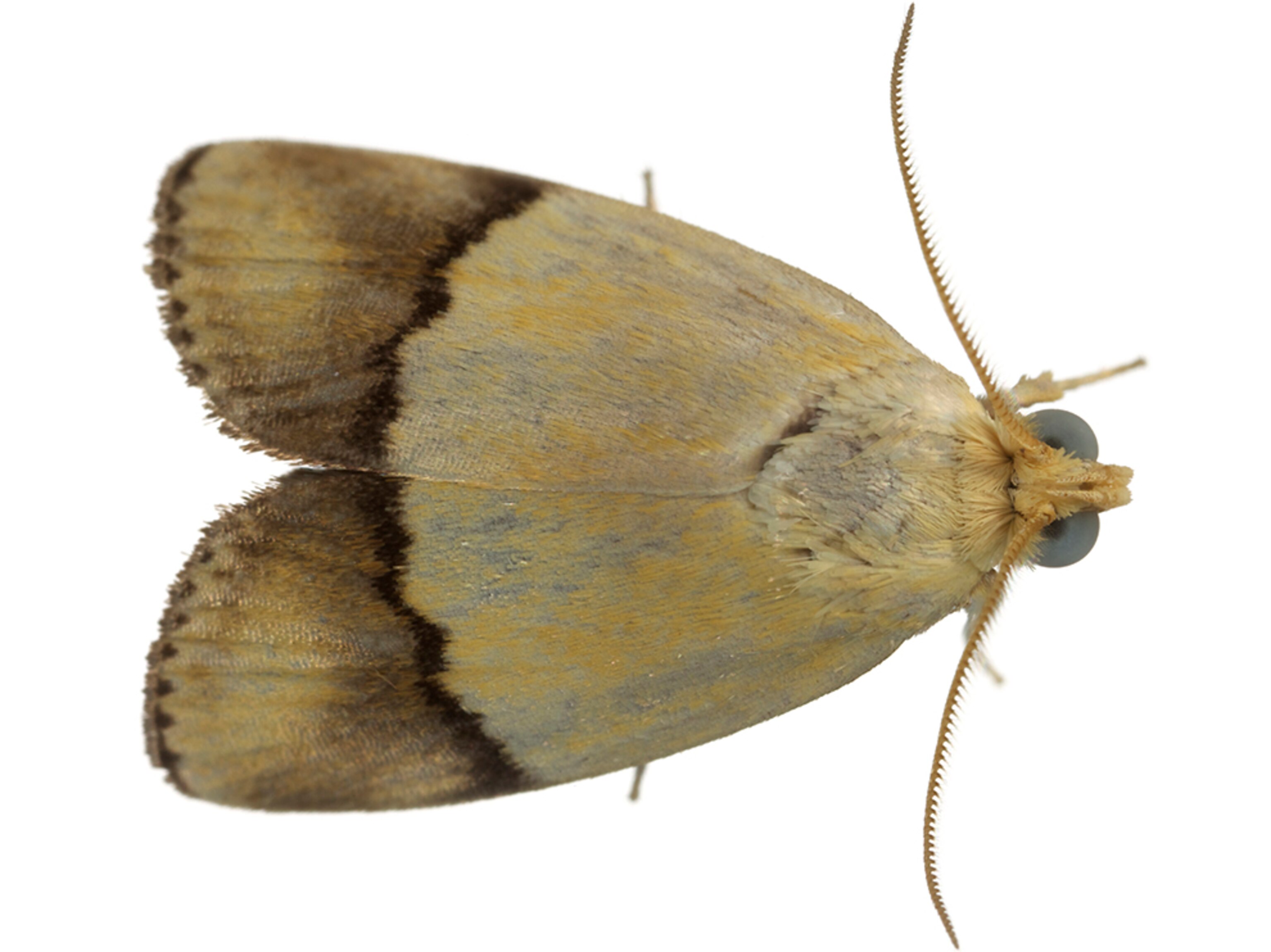 Common Name: Imma moth, Scientific Name: Imma semiclara, Magnification: 2.5x, Notes: _MG_8540-42_specimen_22_stack,